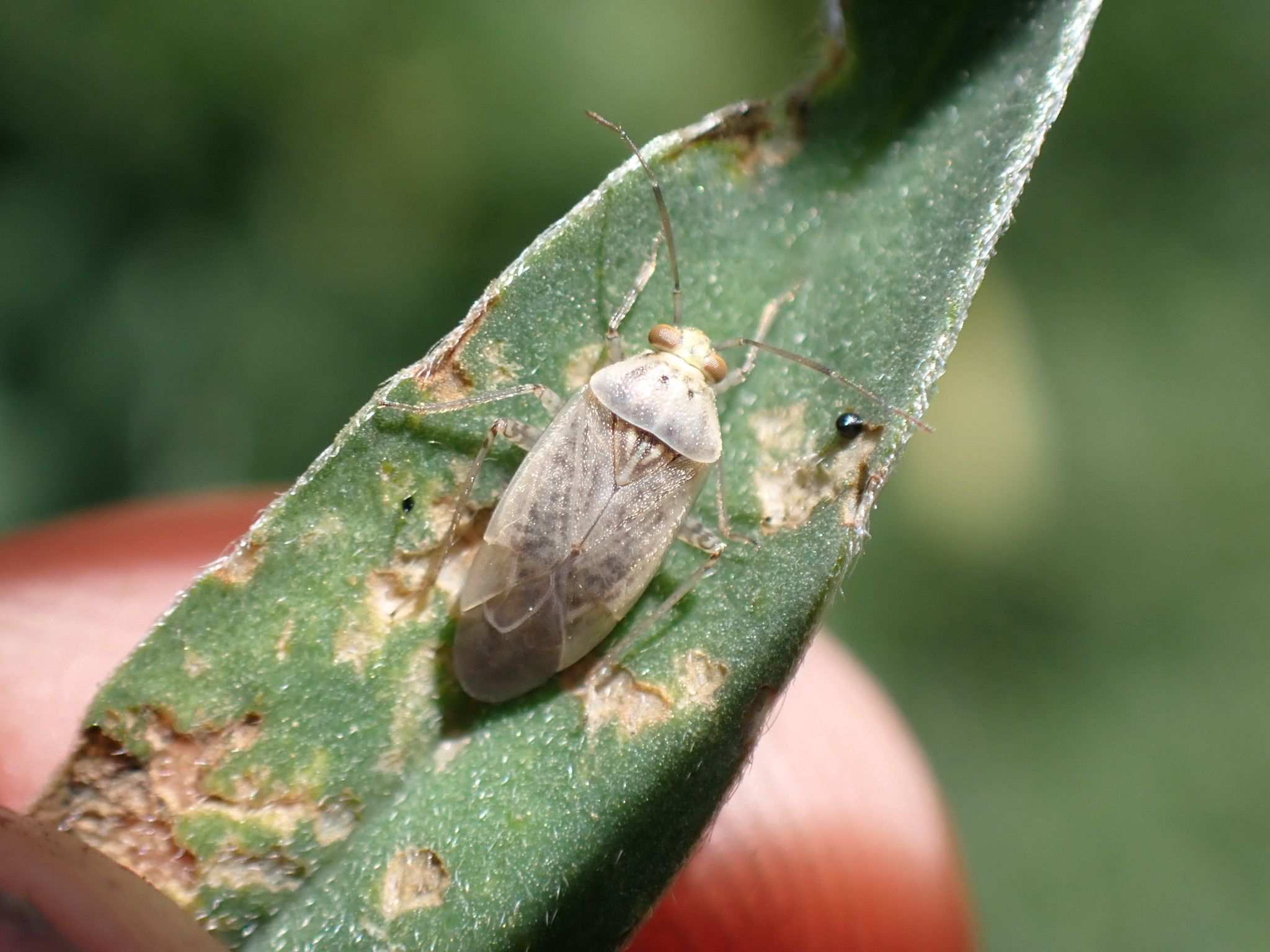 Lygus bradleyi