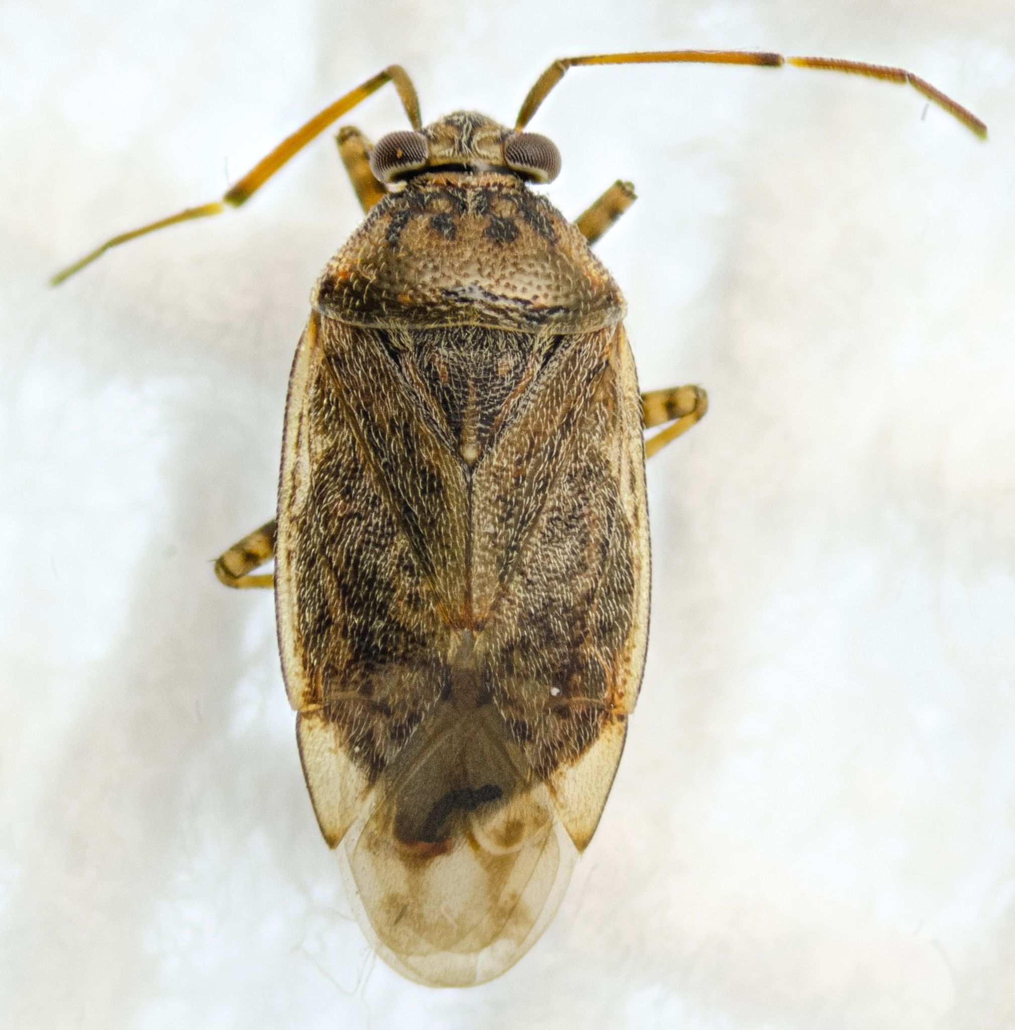 Lygus bradleyi