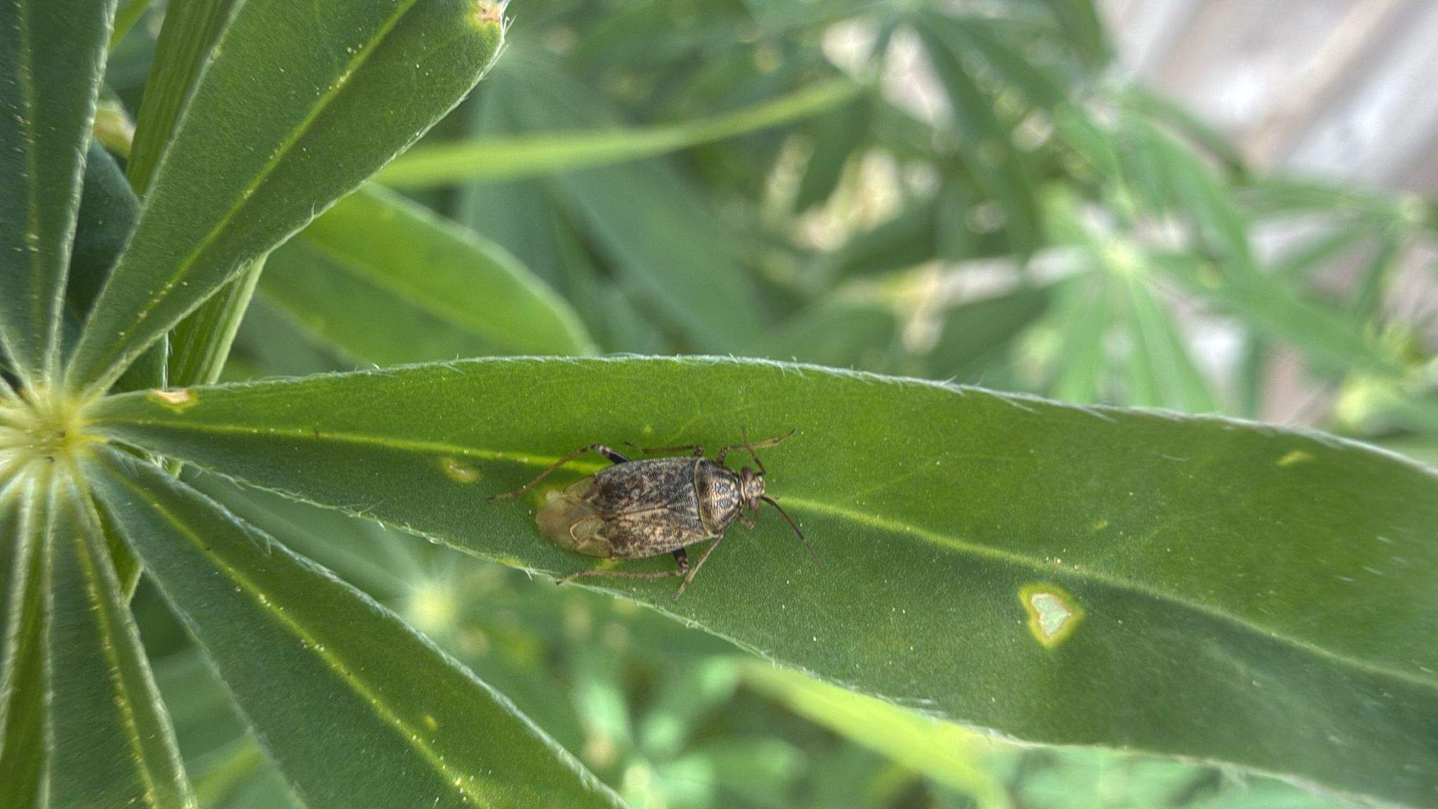 Lygus bradleyi