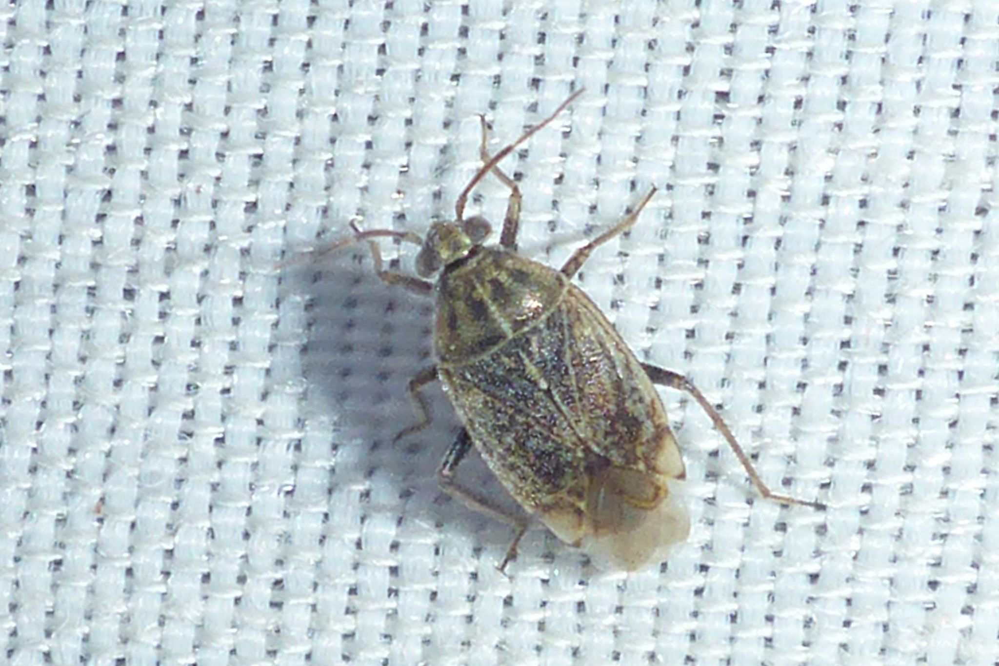 Lygus bradleyi