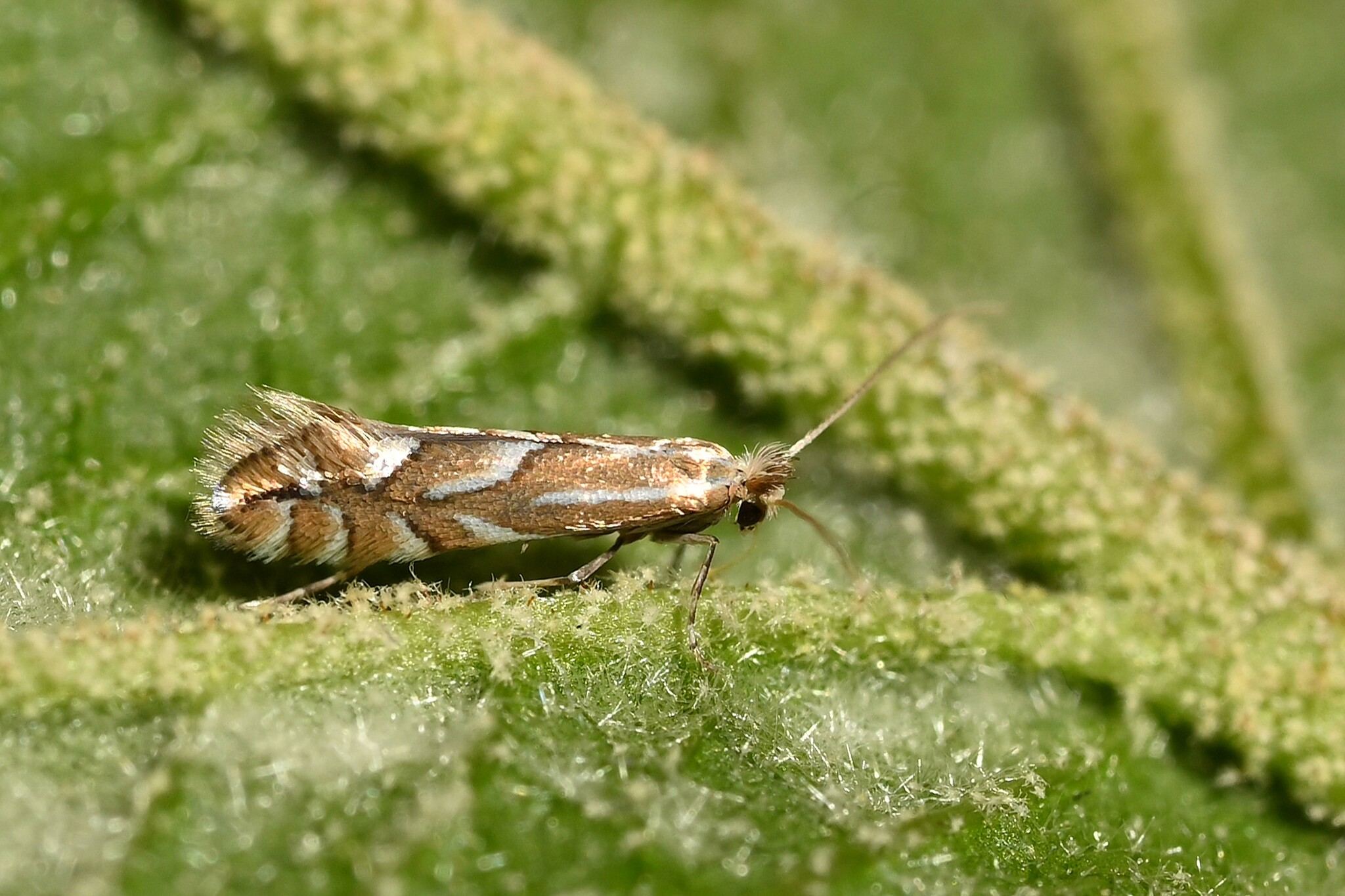 Phyllonorycter
