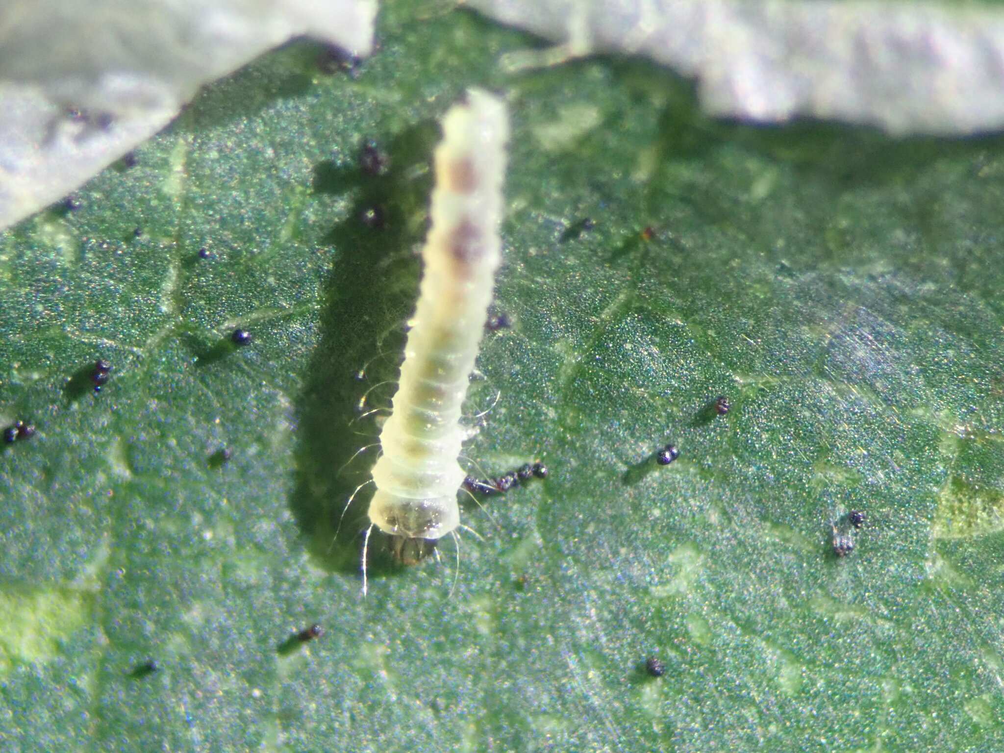 Phyllonorycter