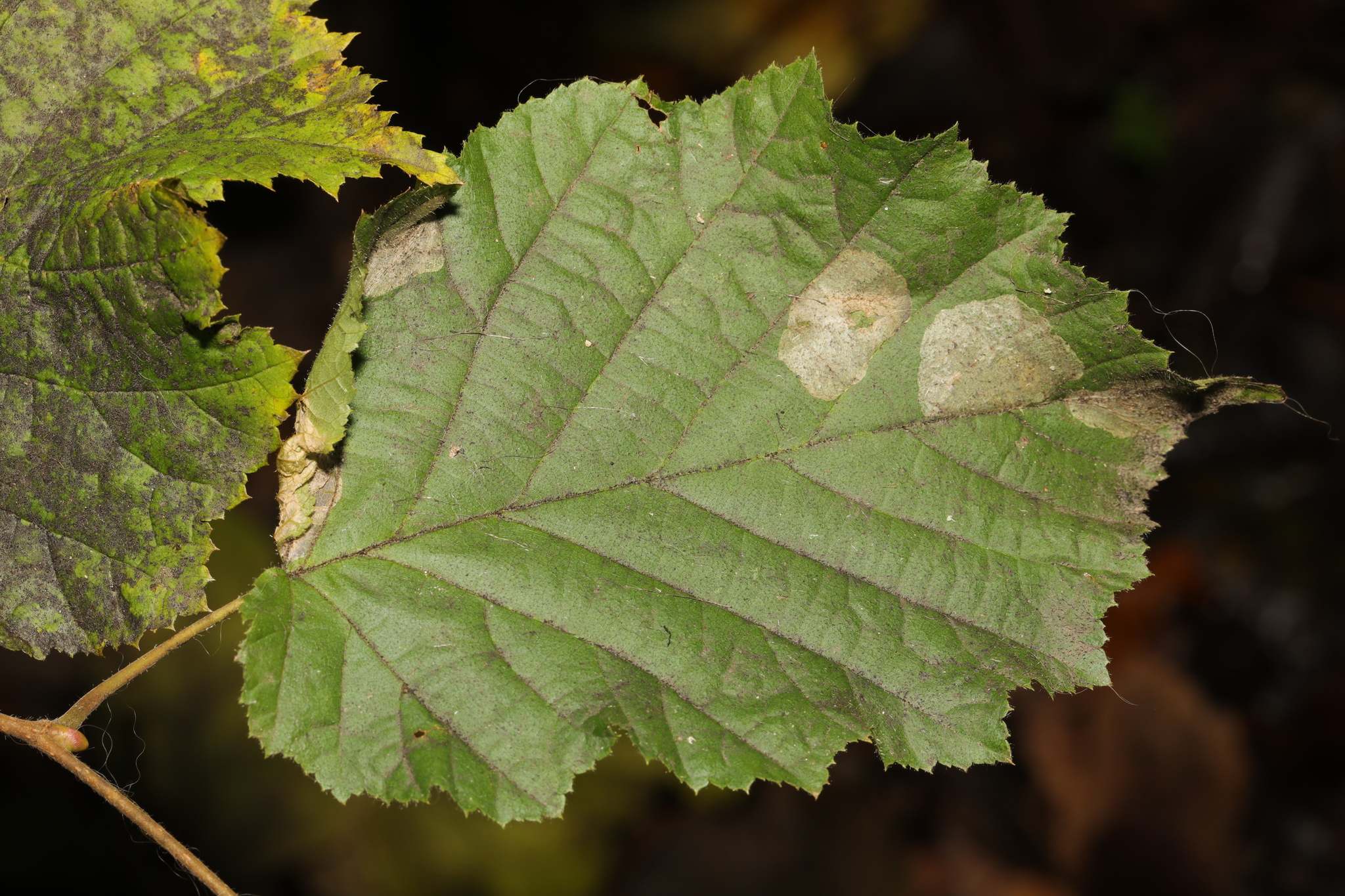 Phyllonorycter