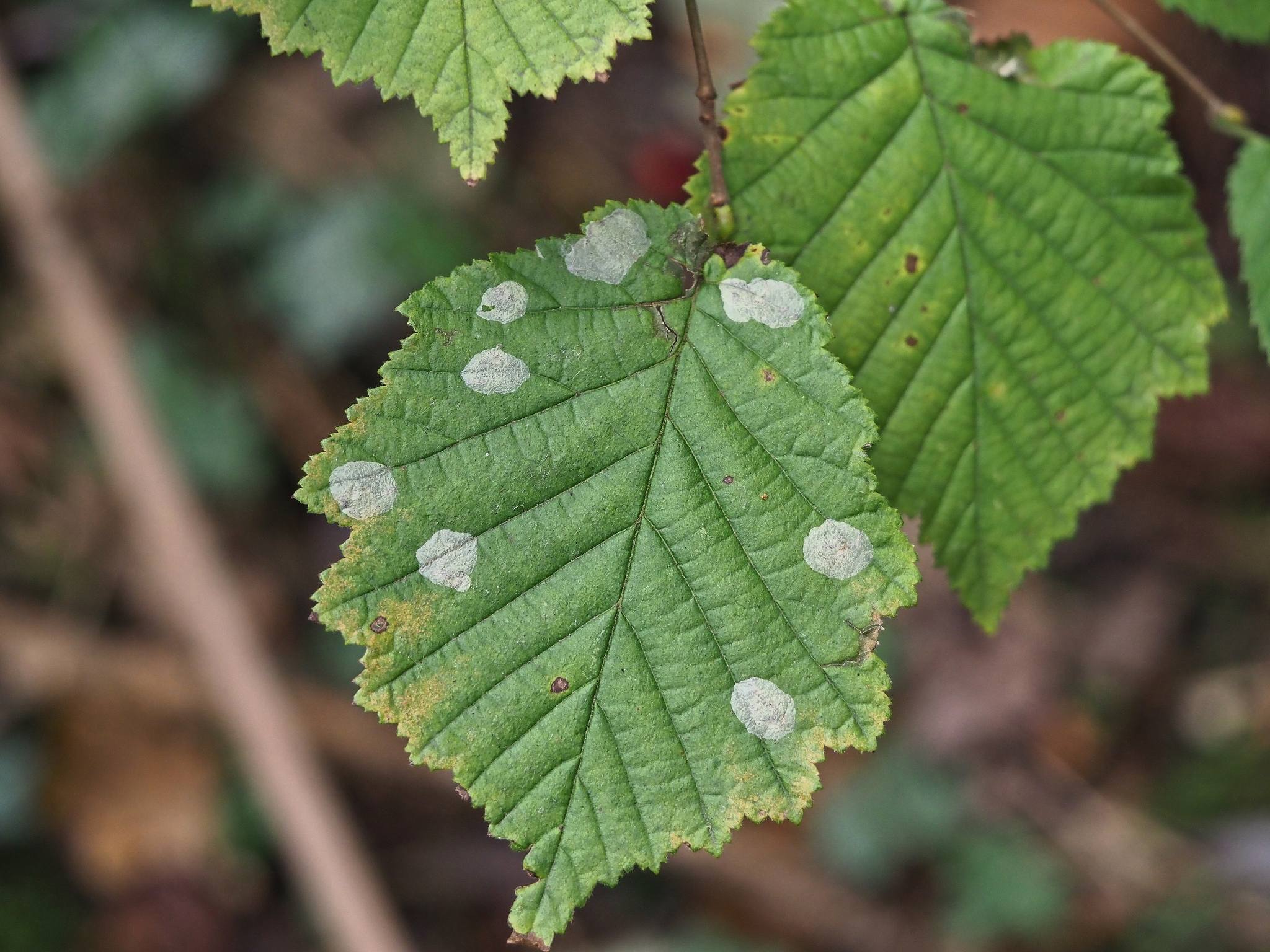 Phyllonorycter