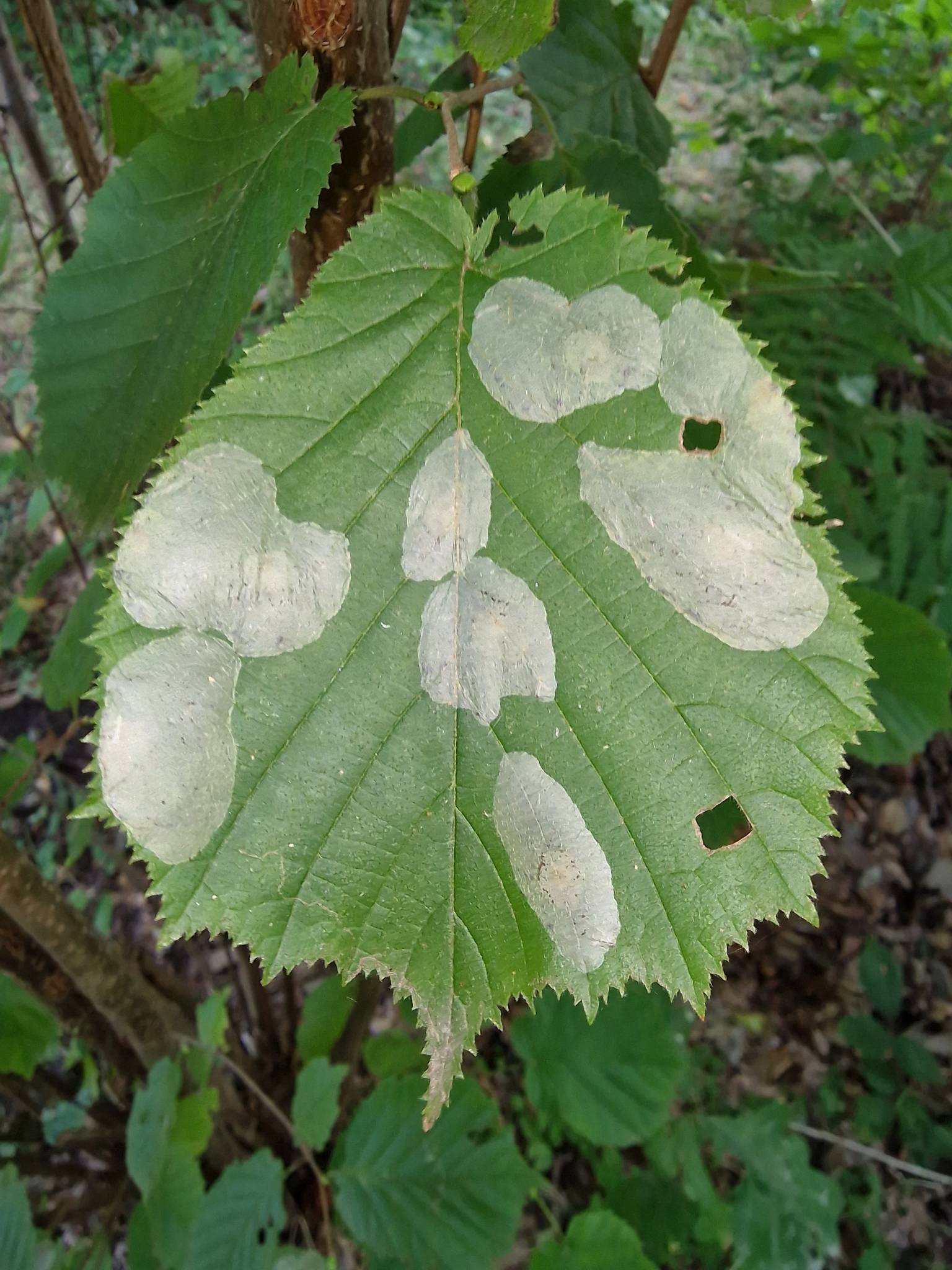 Phyllonorycter