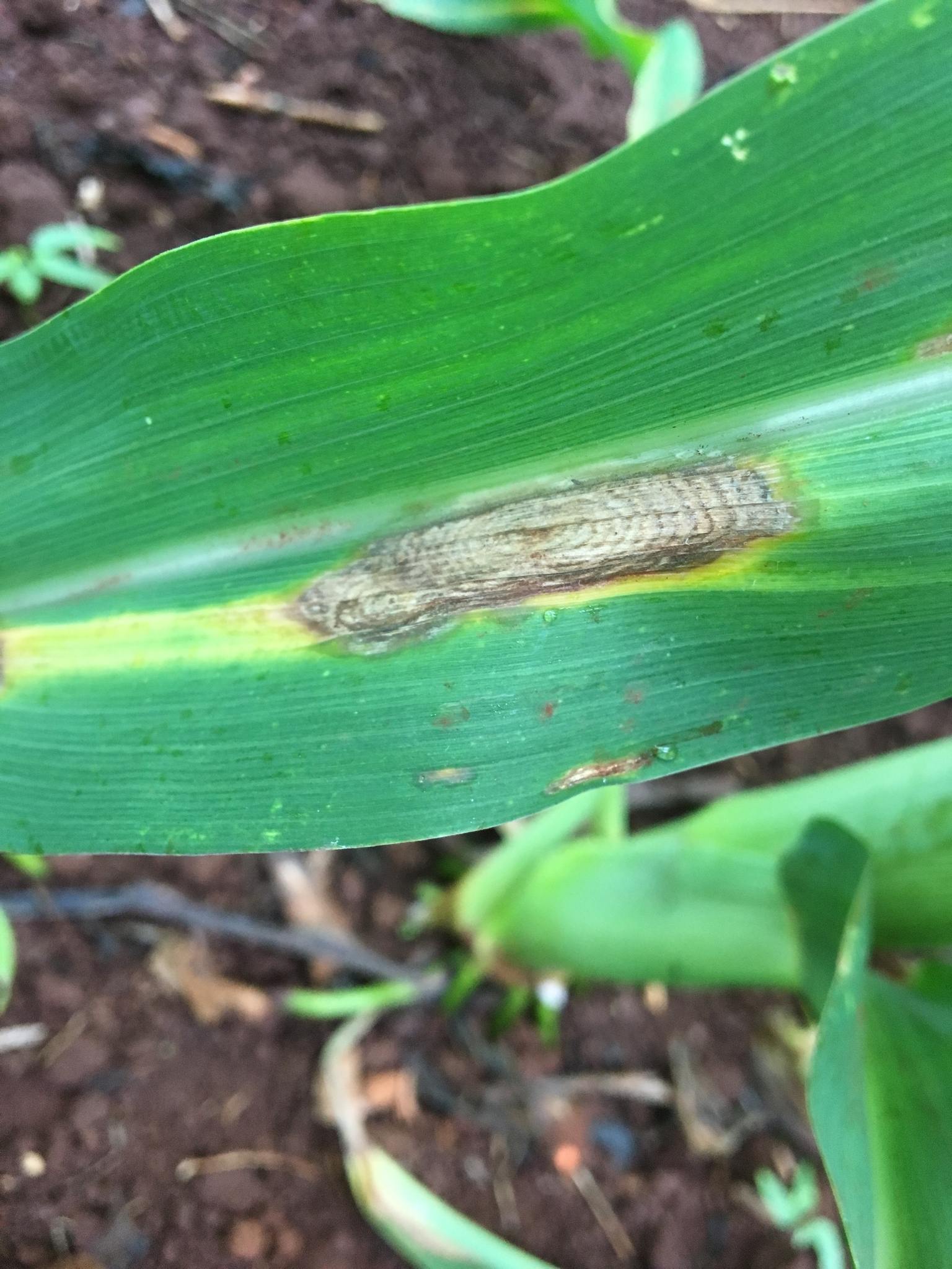 Bipolaris maydis