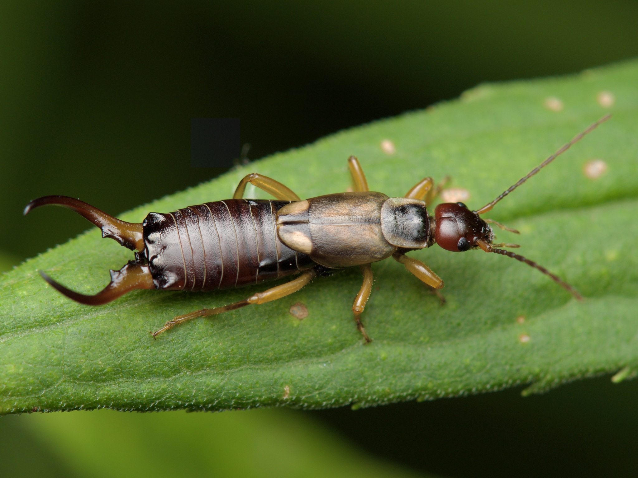 Forficula auricularia