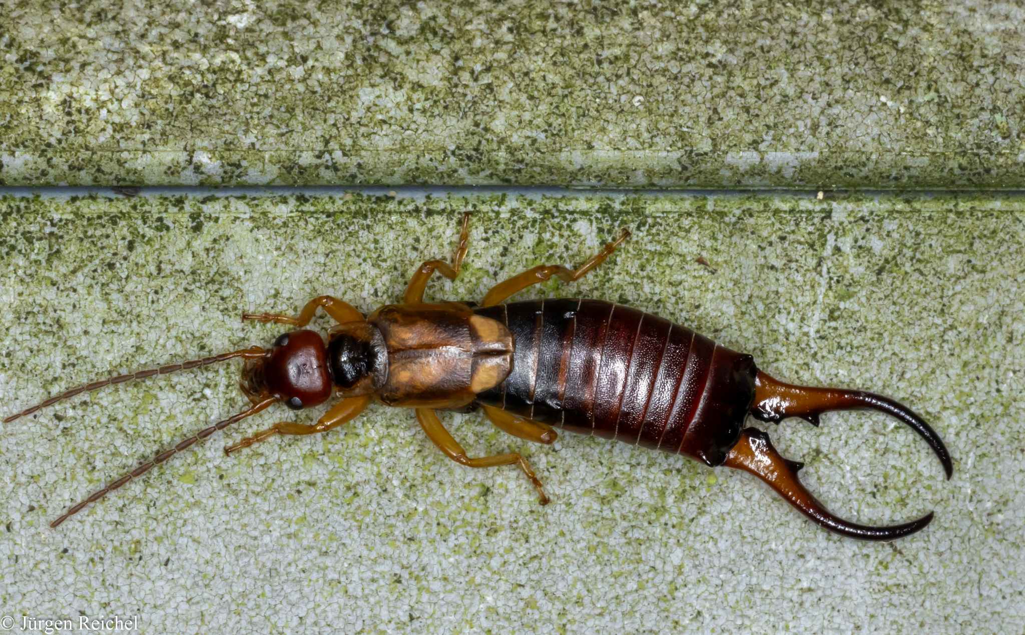 Forficula auricularia