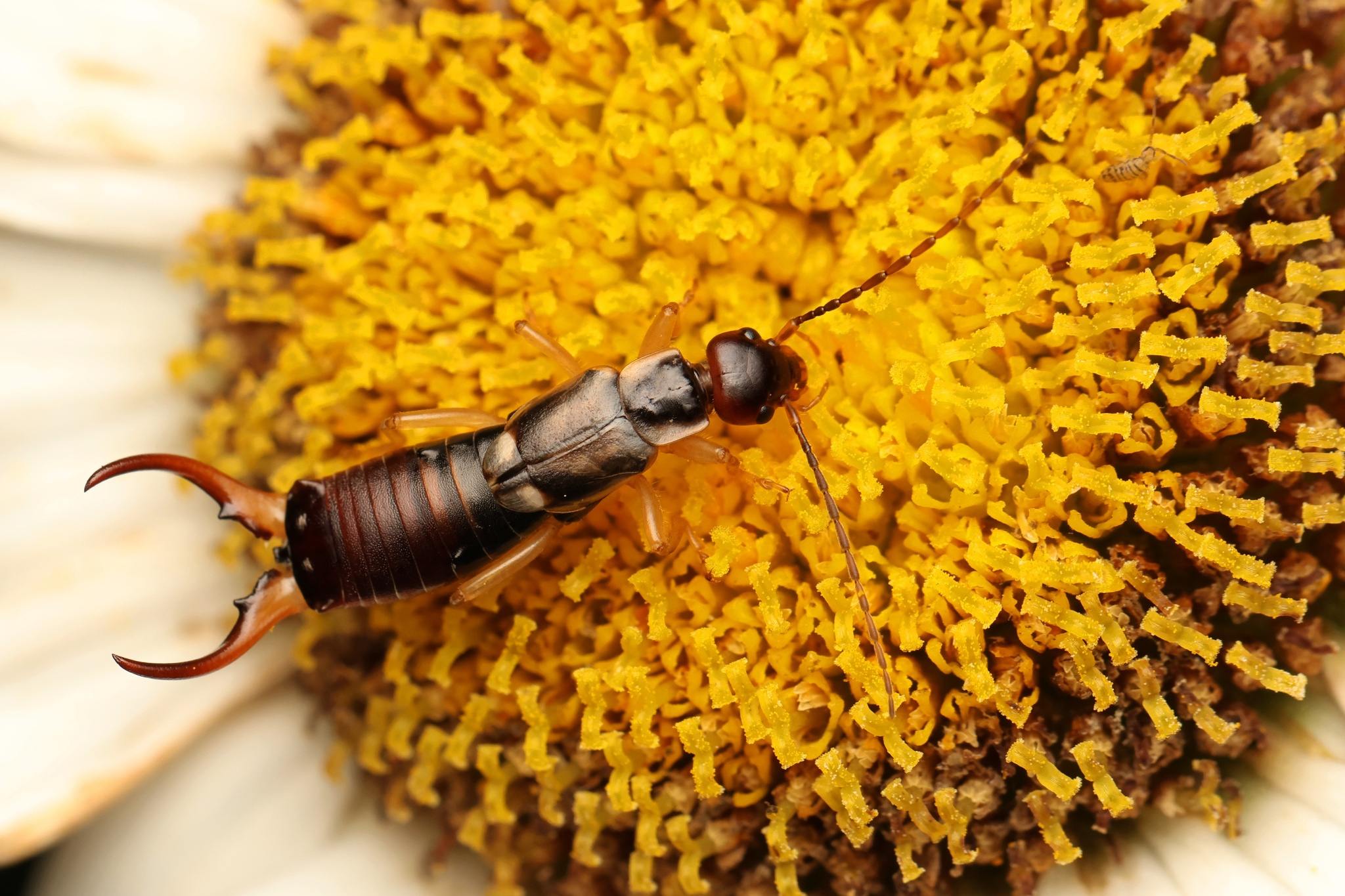 Forficula auricularia