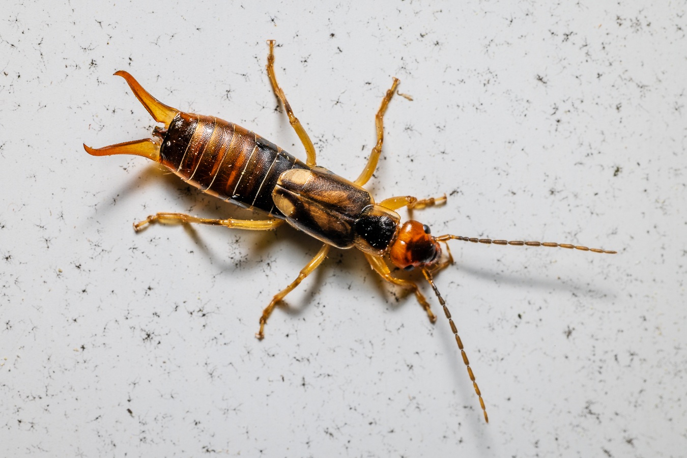 Forficula auricularia