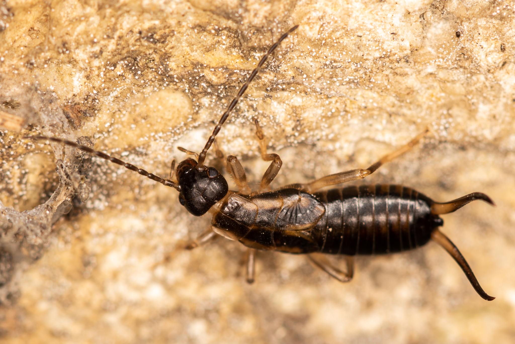 Forficula auricularia