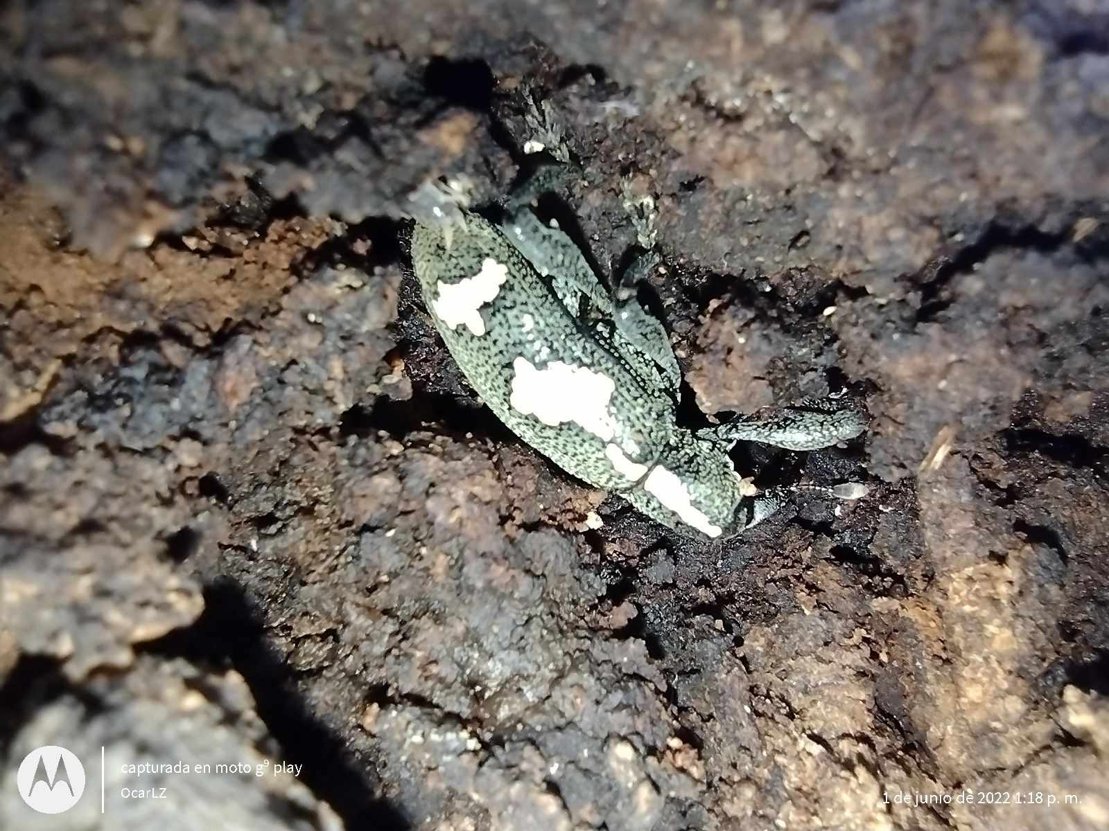 Heilipus albopictus
