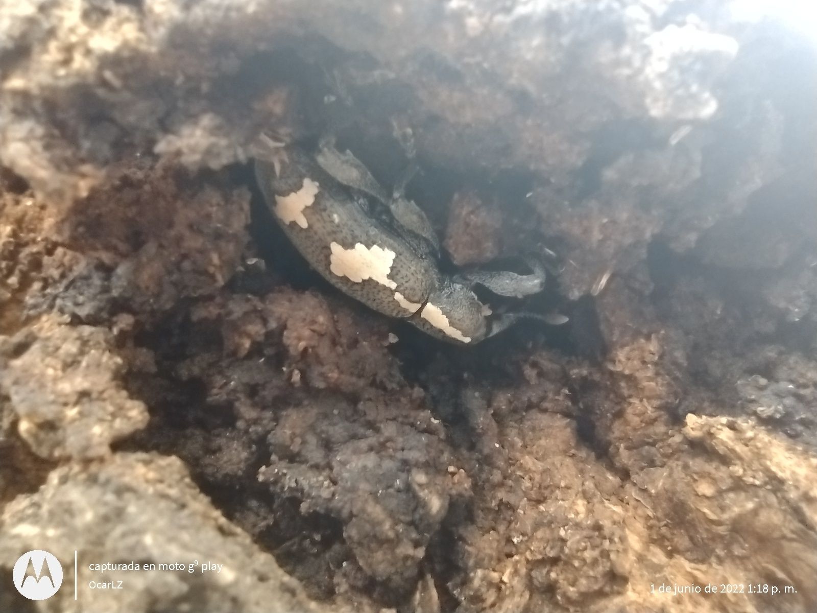 Heilipus albopictus