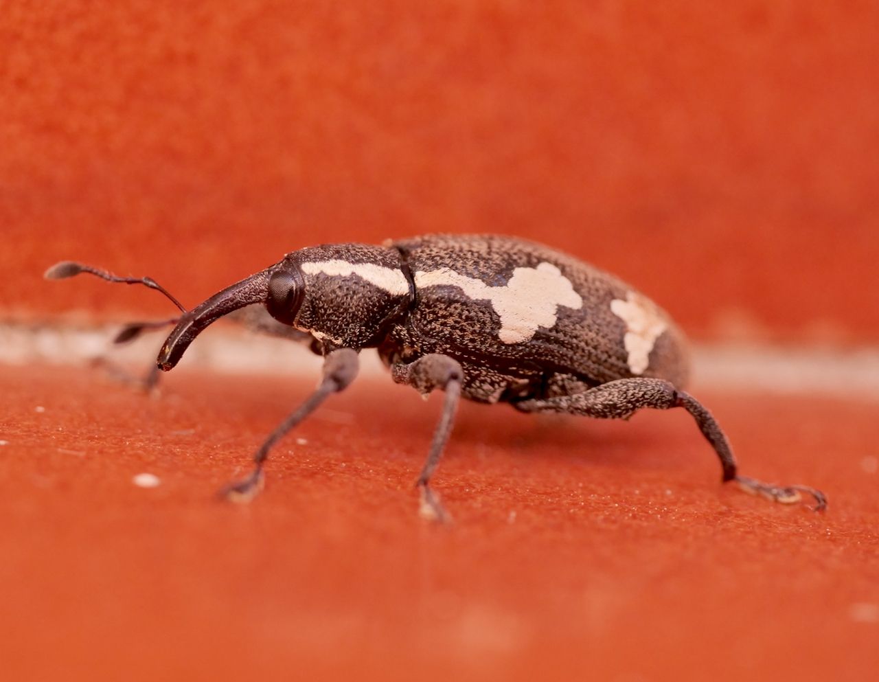 Heilipus albopictus