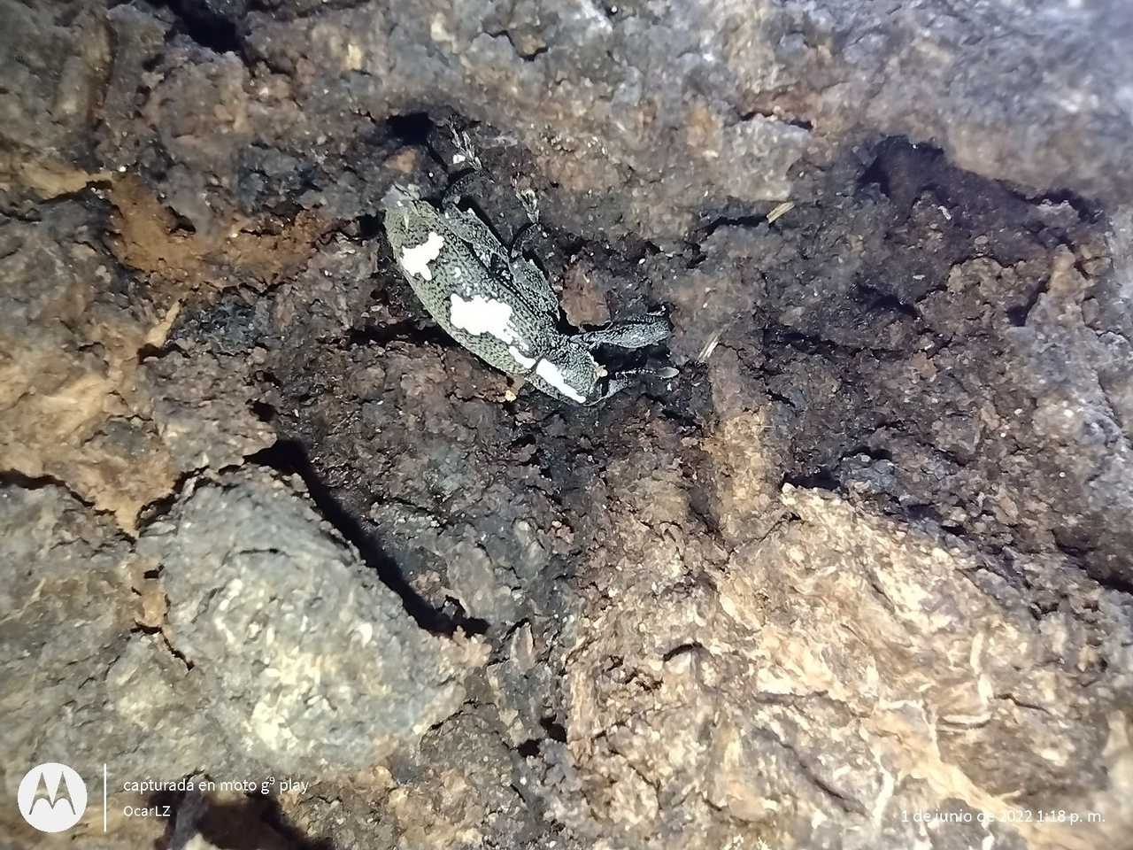 Heilipus albopictus