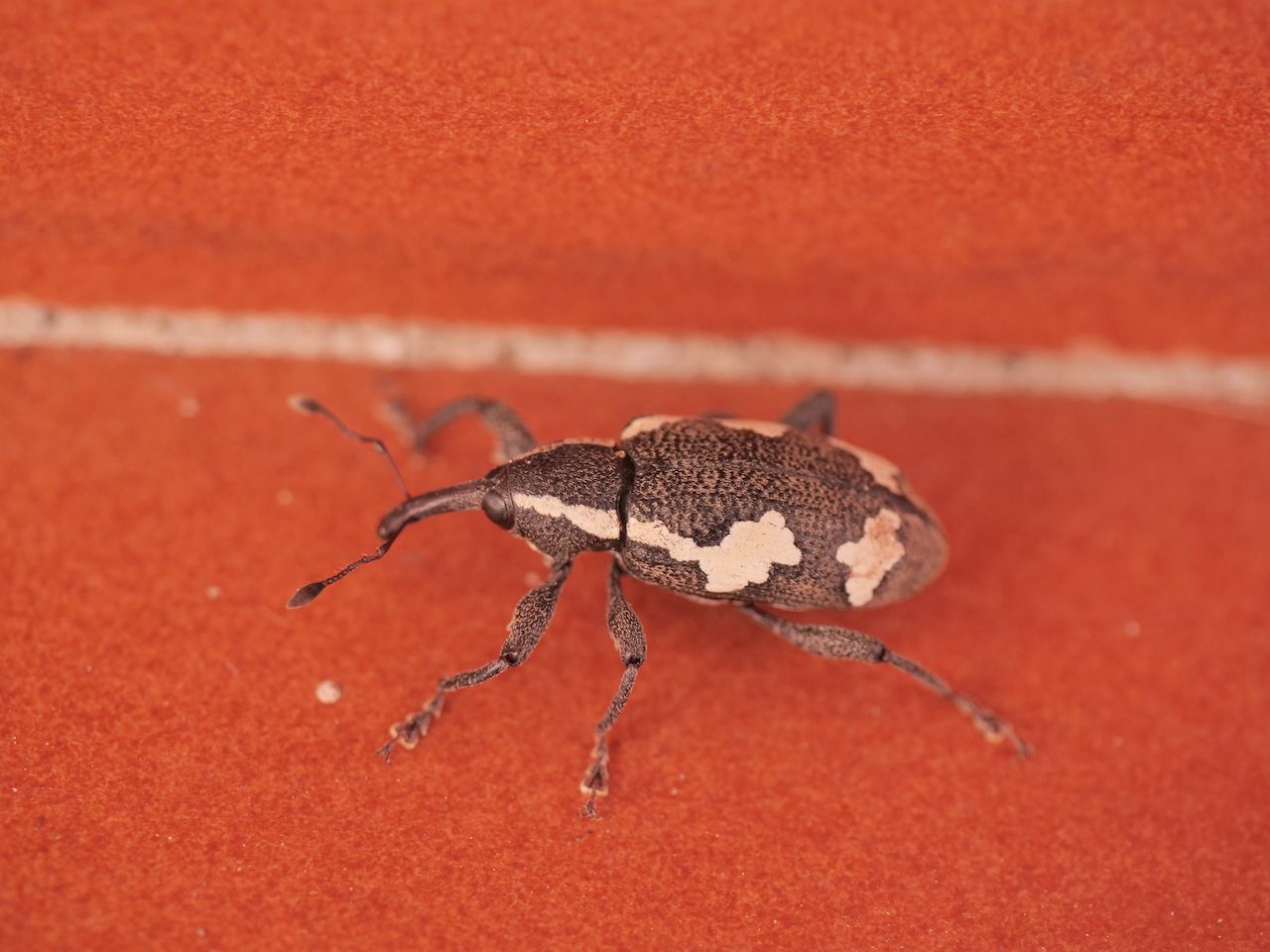 Heilipus albopictus