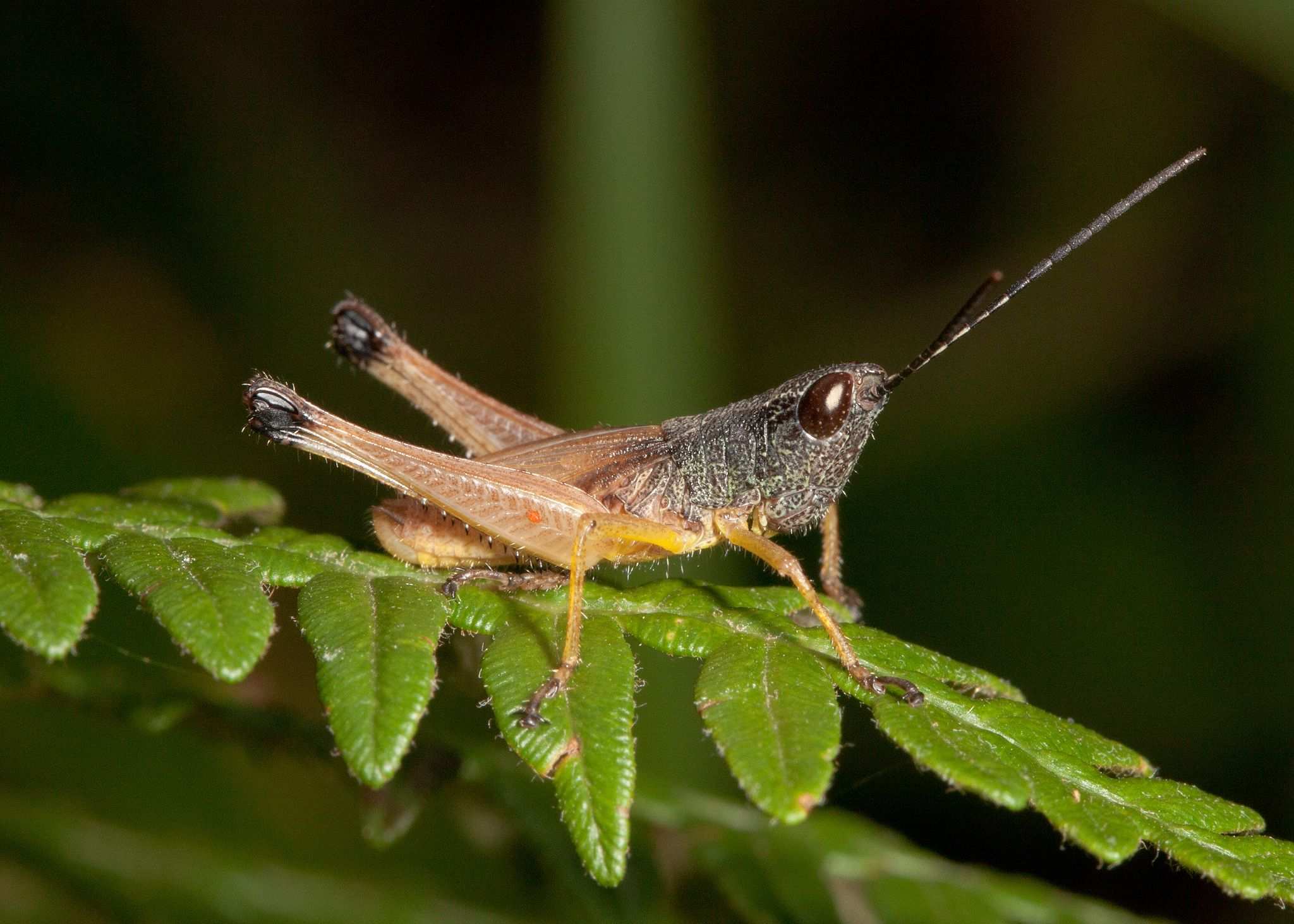 Silvitettix