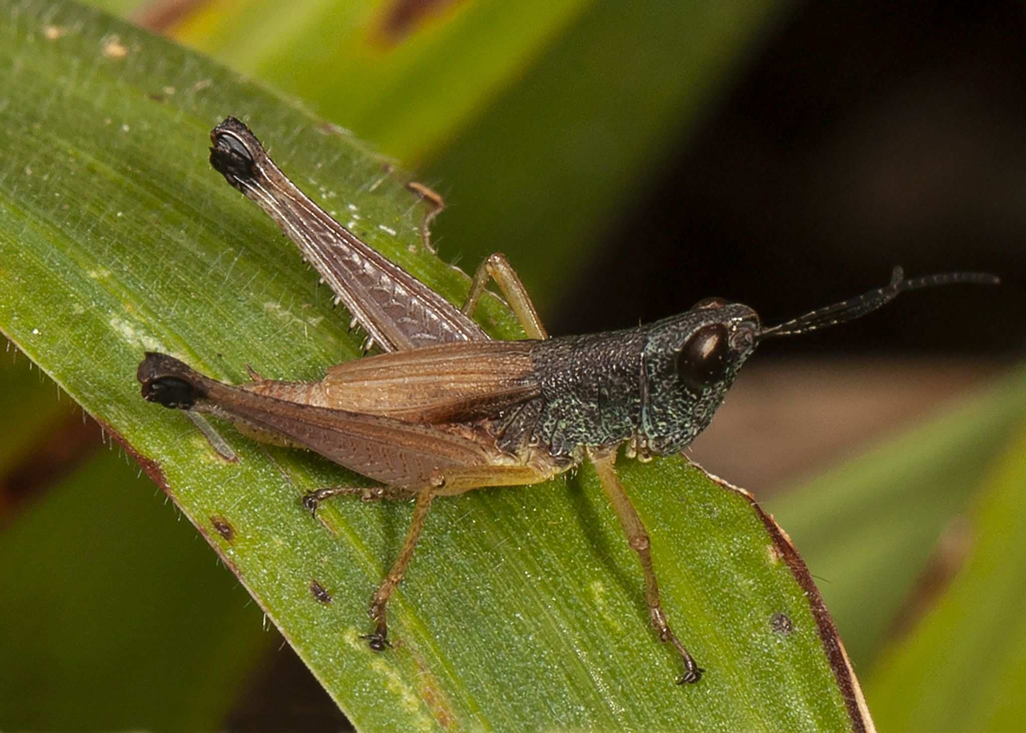 Silvitettix
