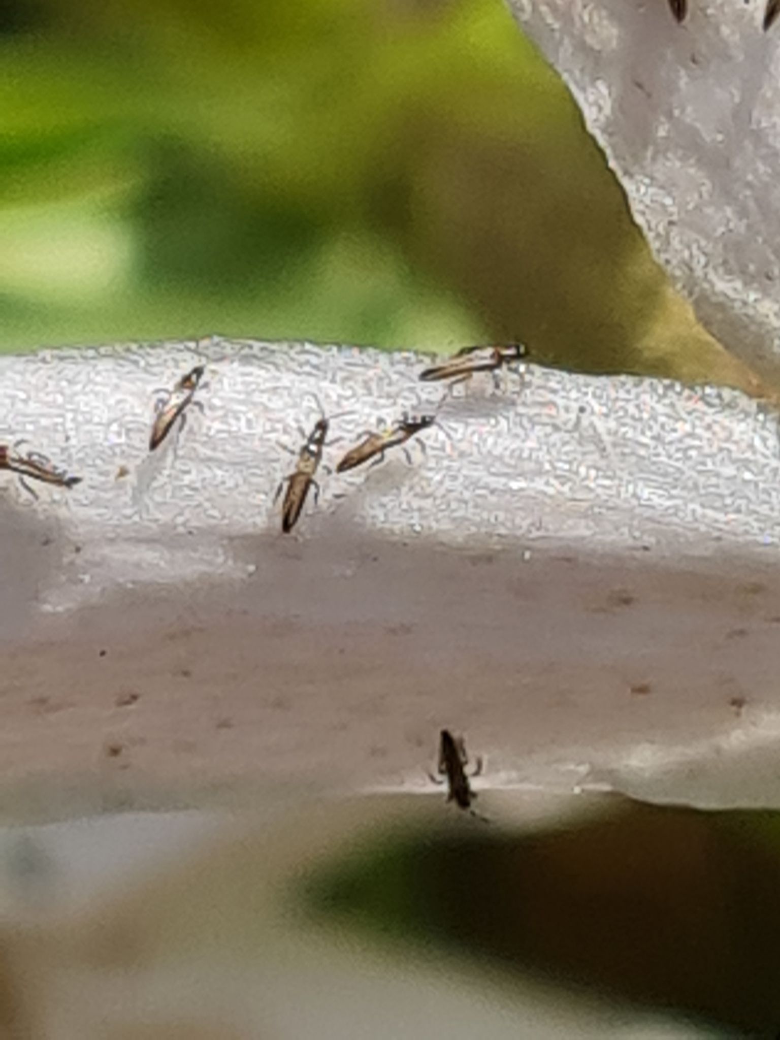 Tenothrips