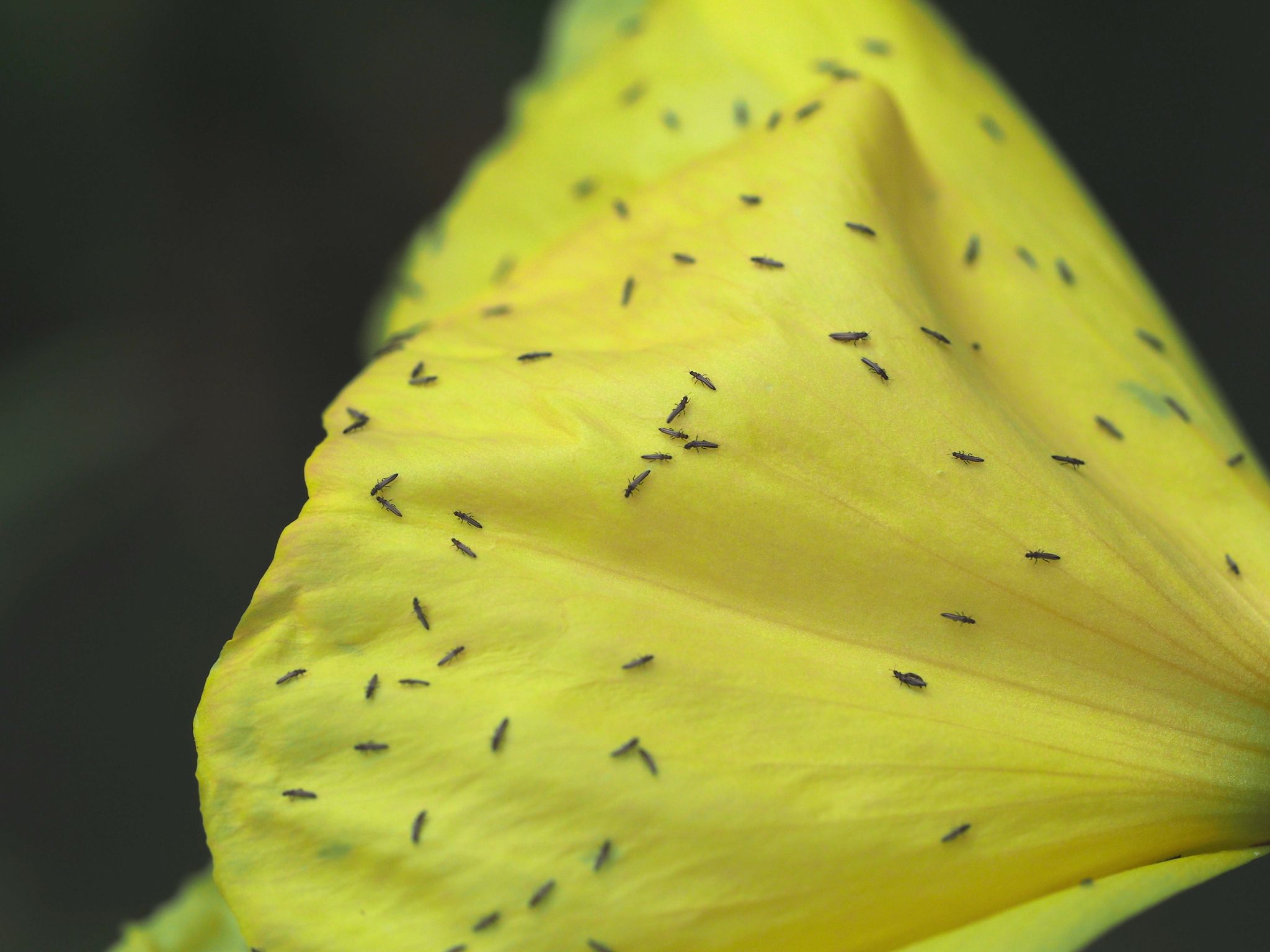 Tenothrips