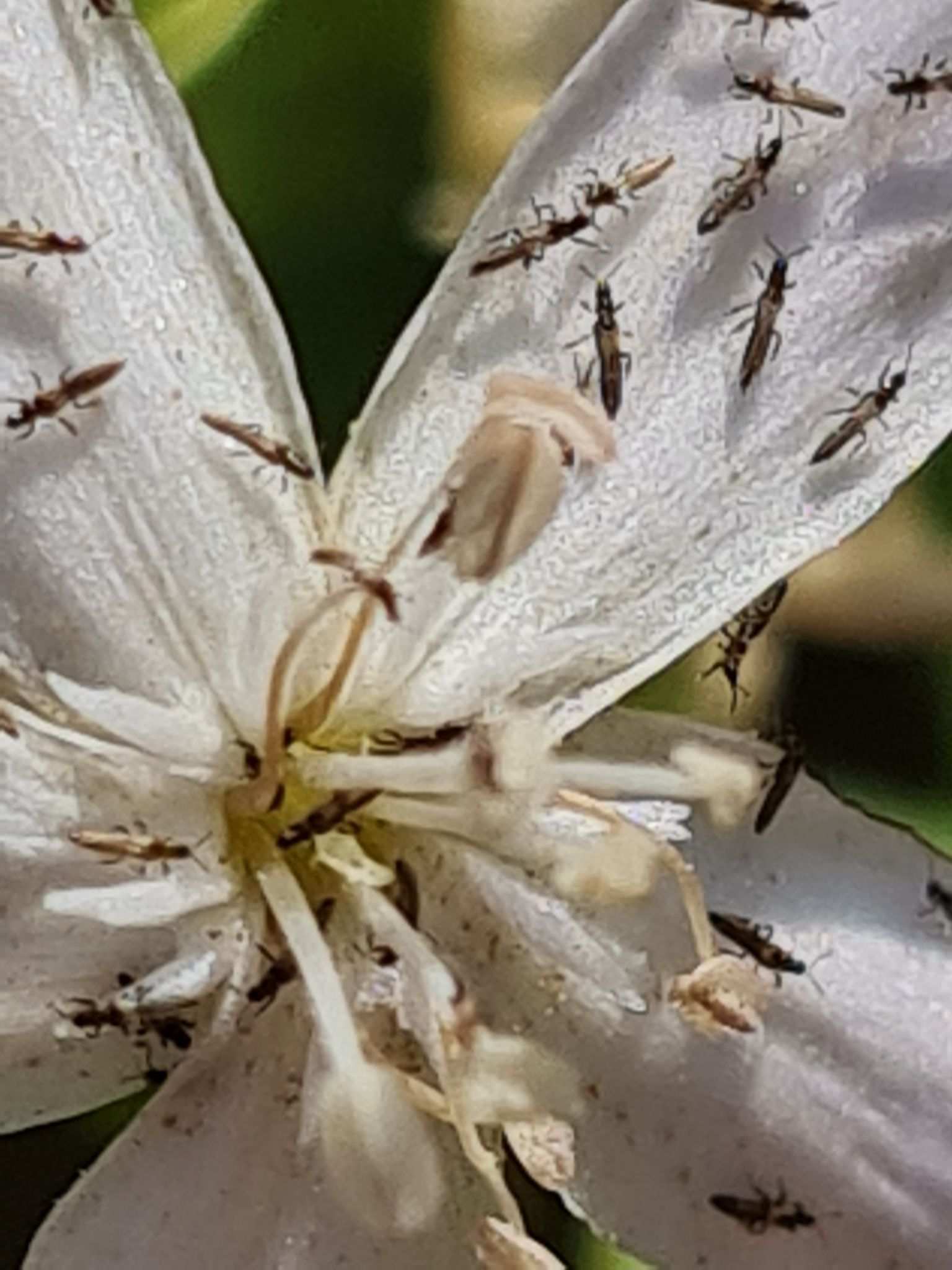 Tenothrips