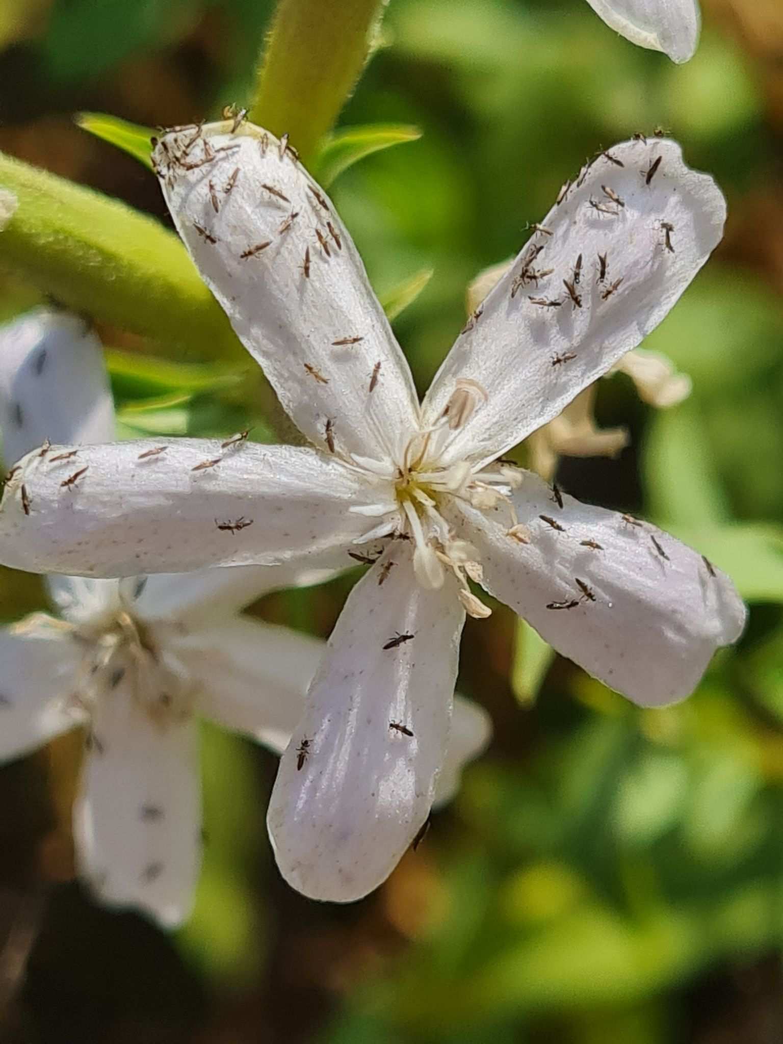Tenothrips