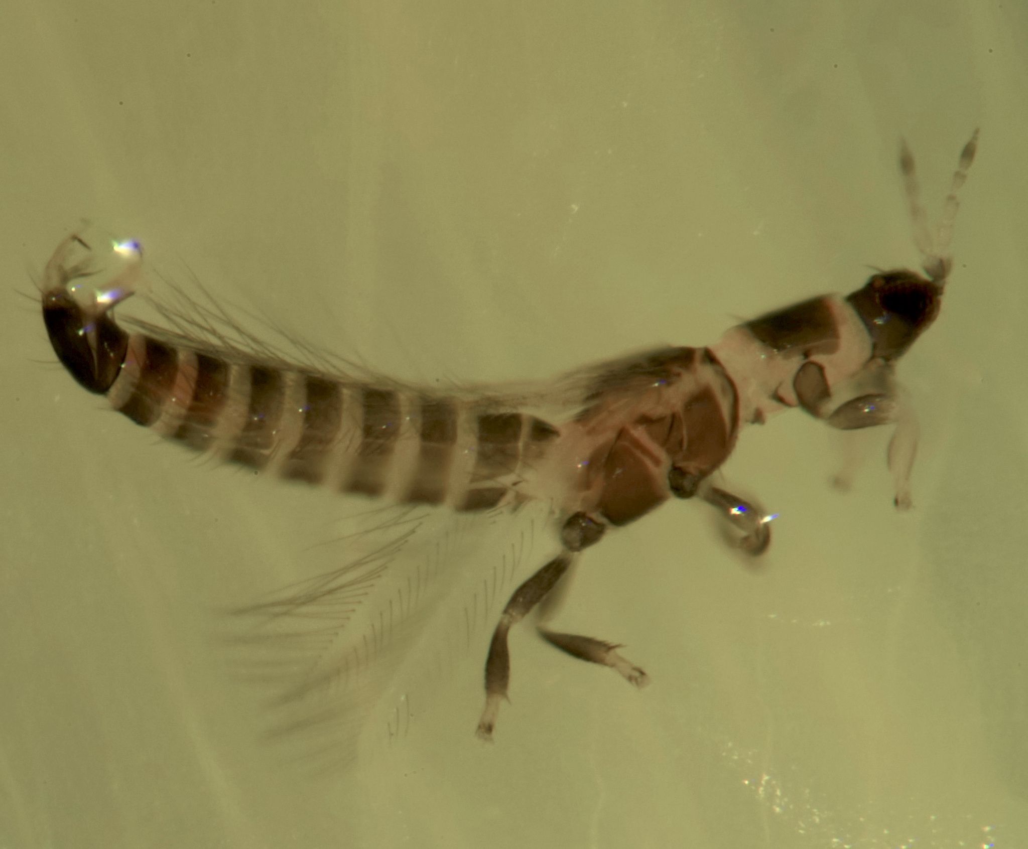 Tenothrips