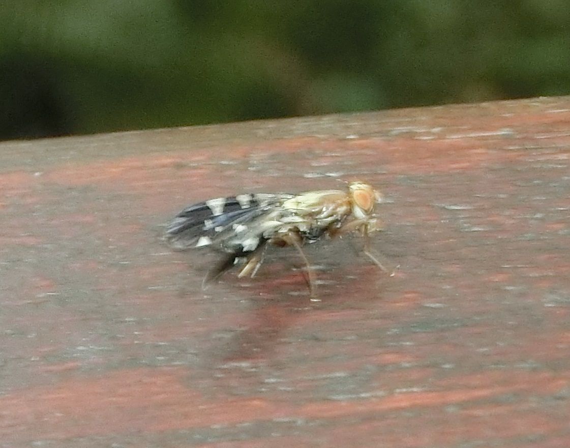 Ptilona confinis