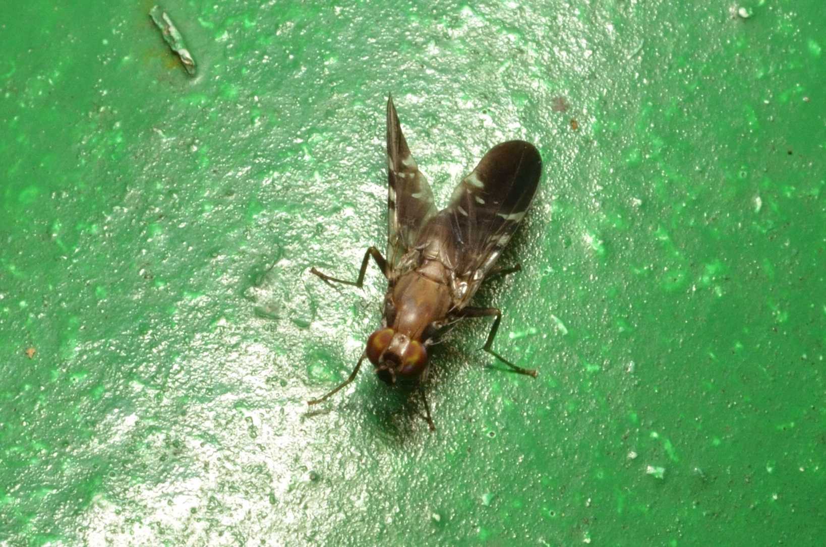 Ptilona confinis