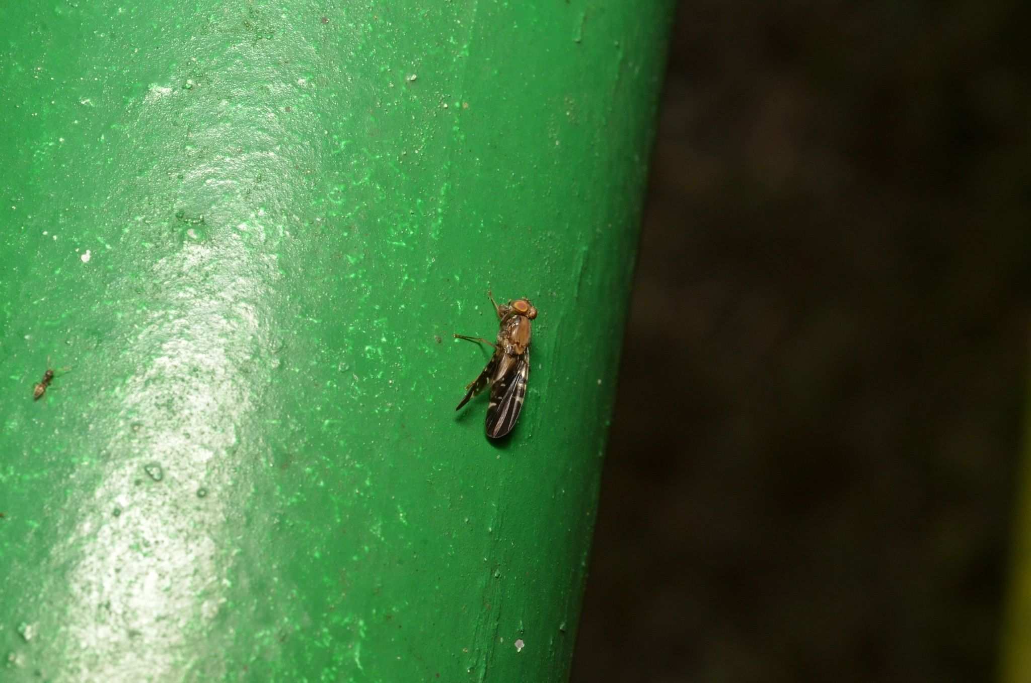Ptilona confinis
