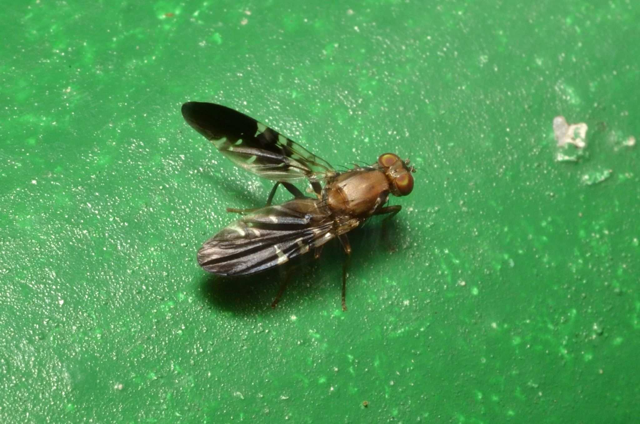 Ptilona confinis