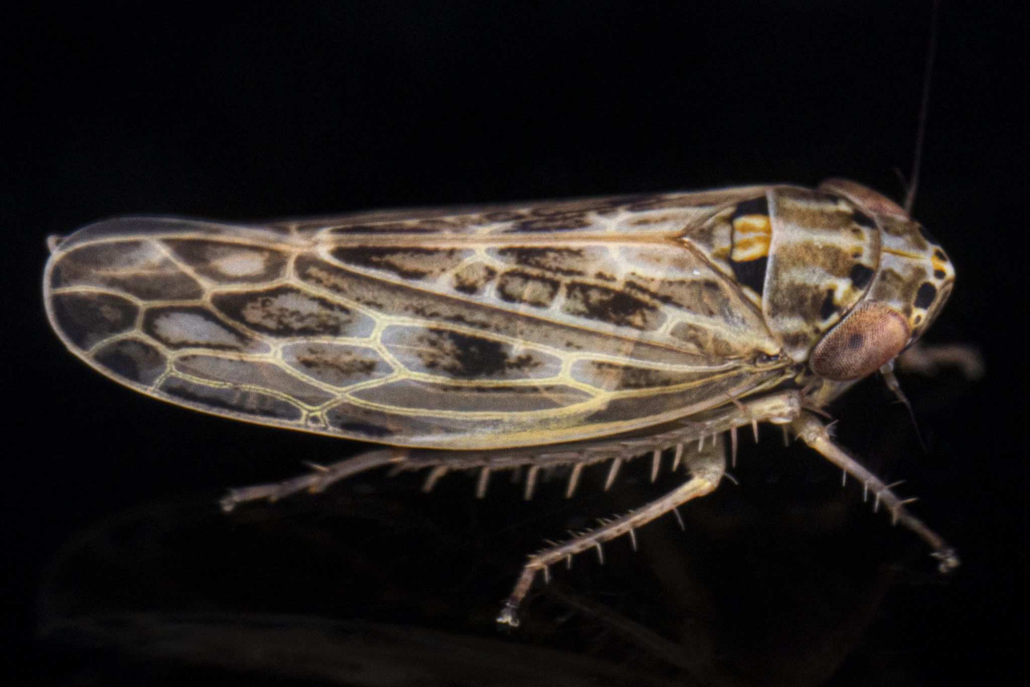 Amplicephalus