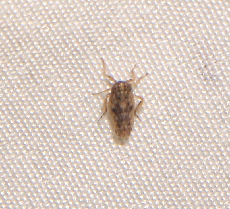 Amplicephalus
