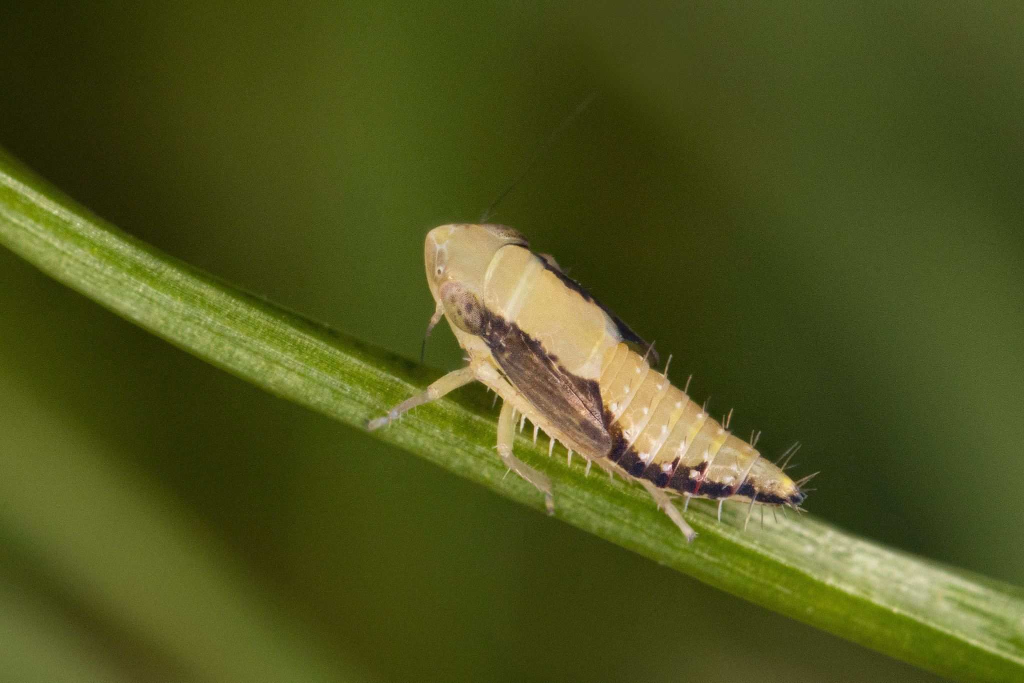 Amplicephalus