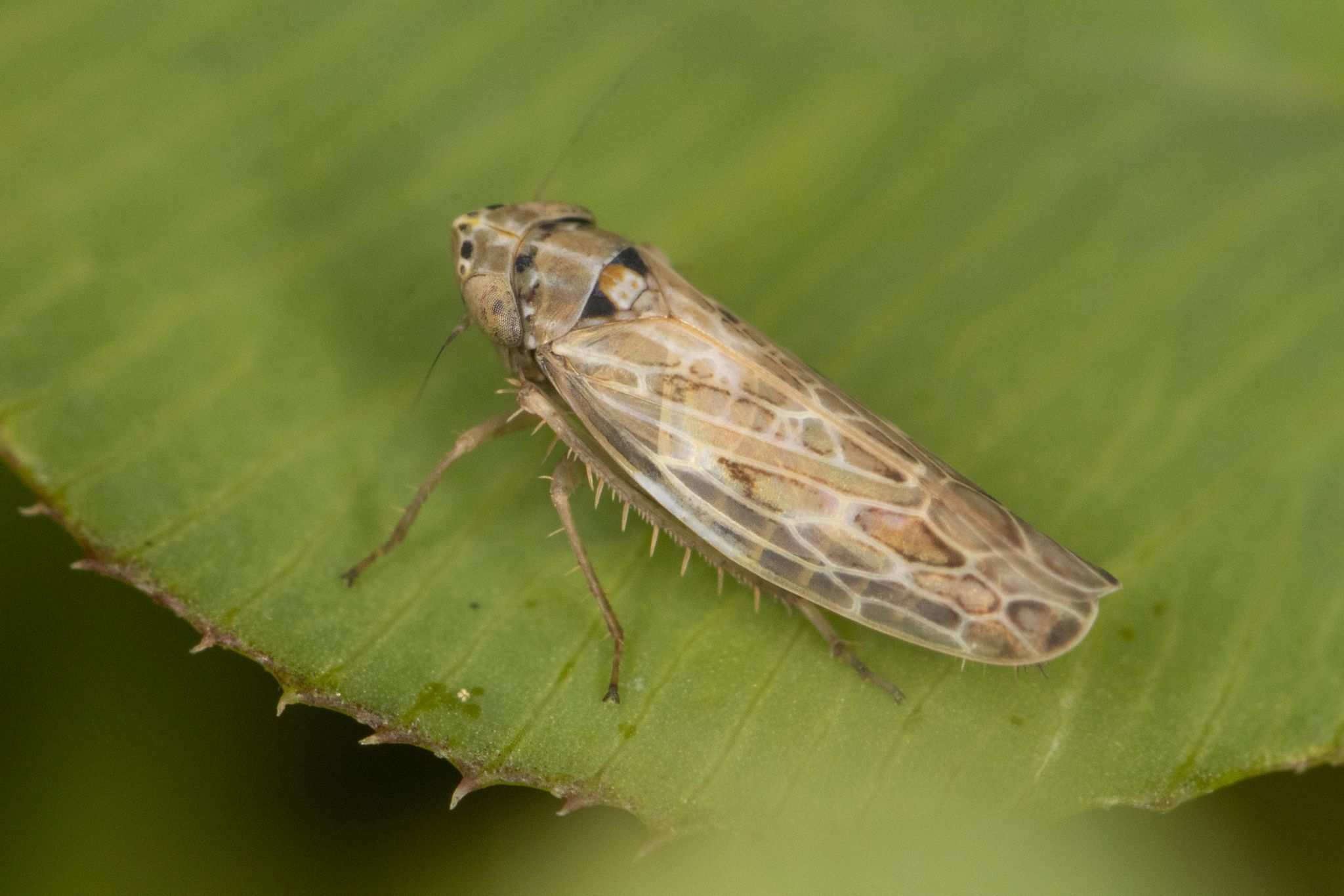 Amplicephalus