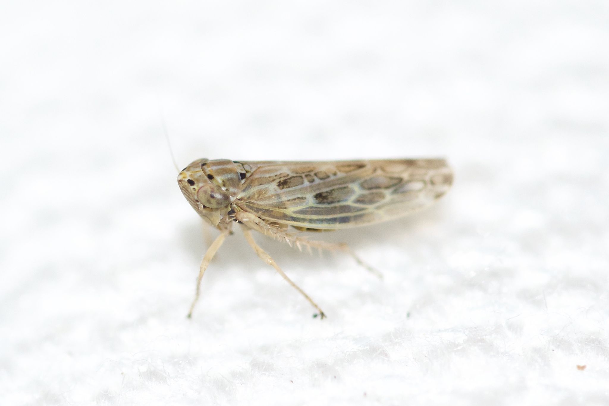 Amplicephalus