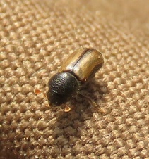 Trypodendron domesticum