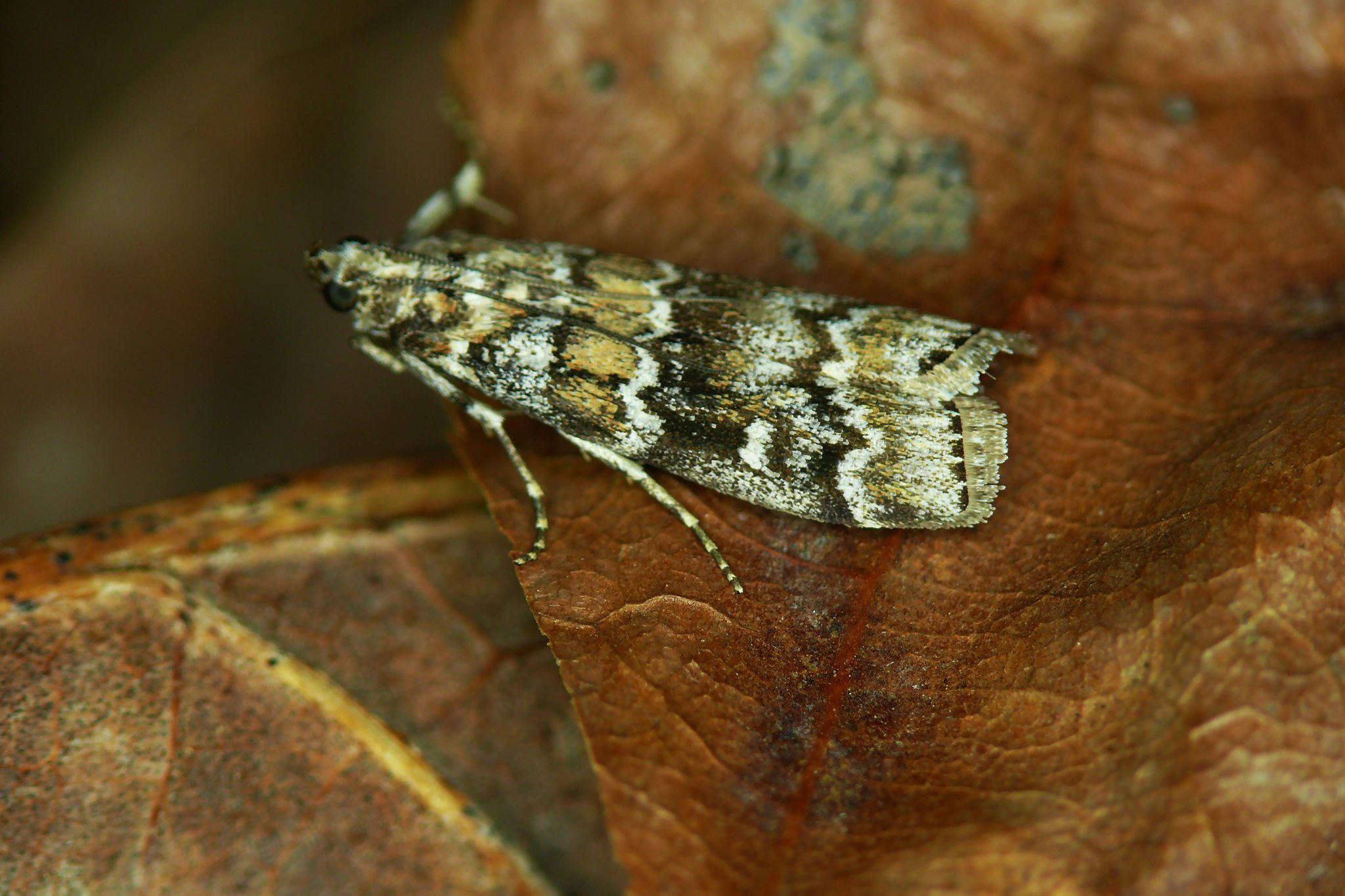 Dioryctria abietella