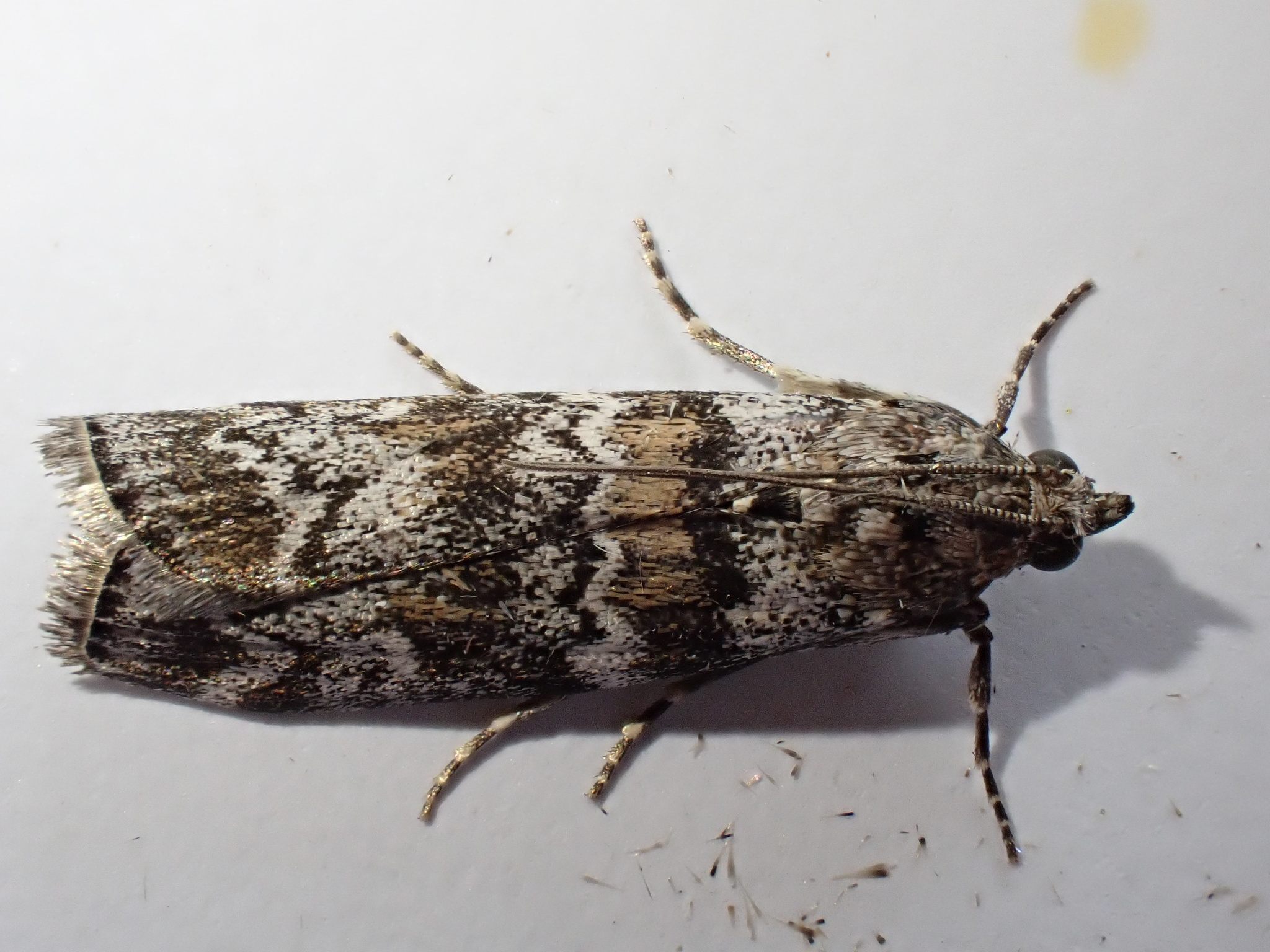 Dioryctria abietella