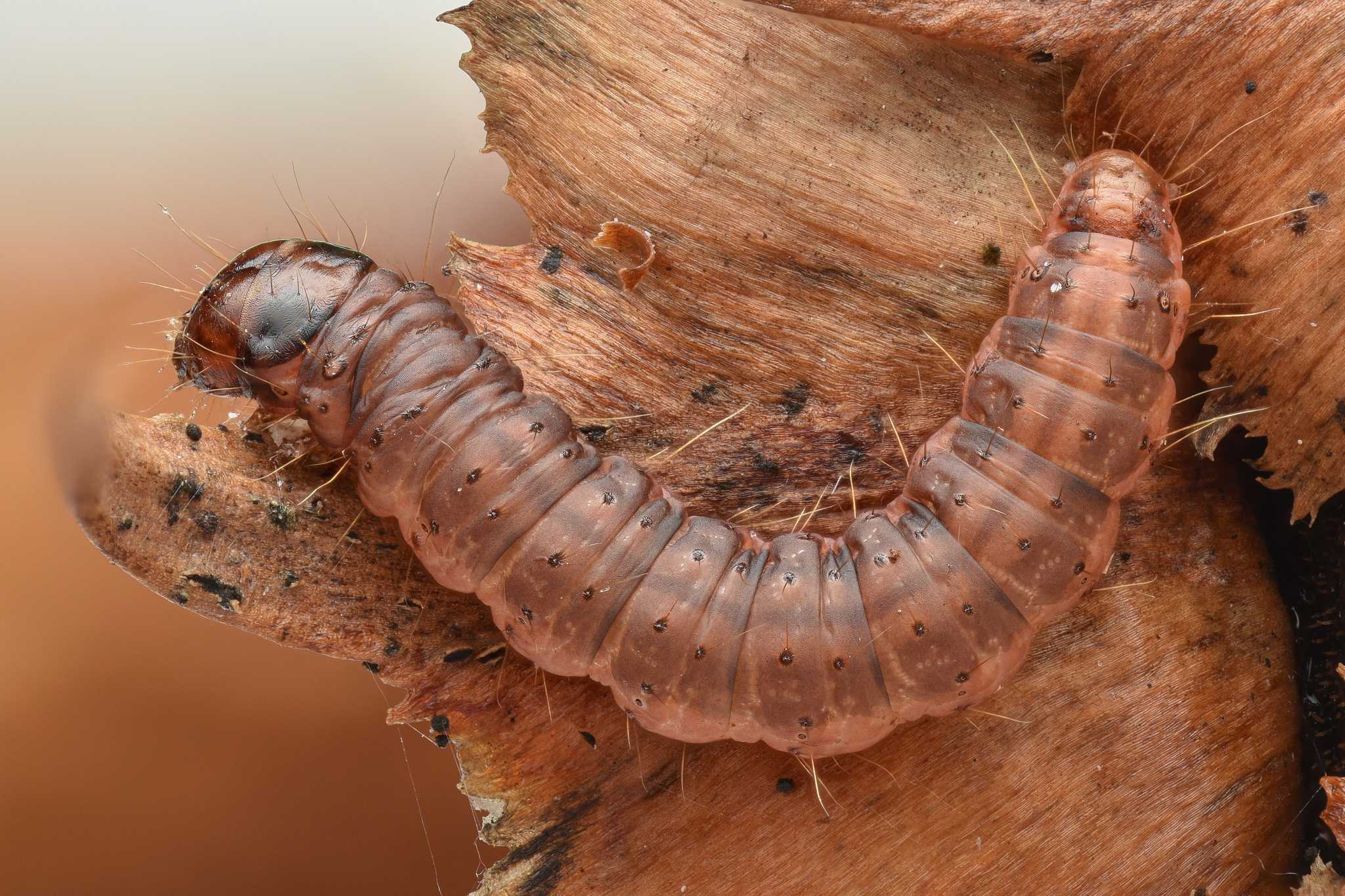 Dioryctria abietella