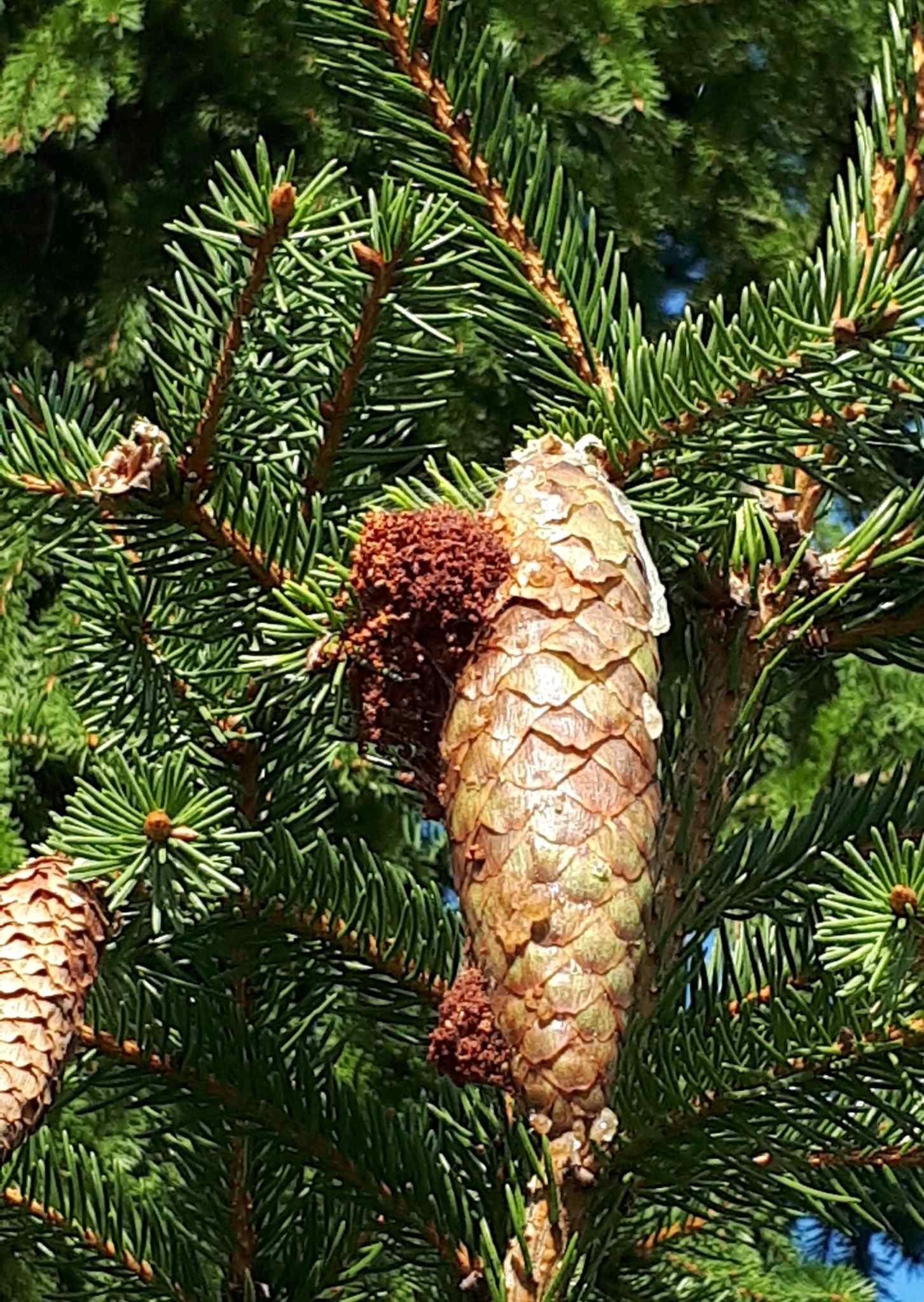 Dioryctria abietella