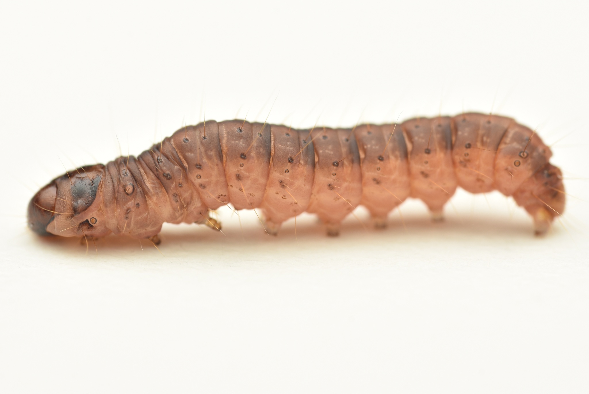 Dioryctria abietella