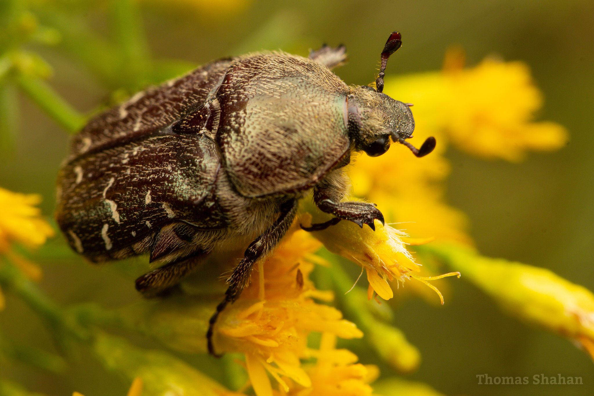 Euphoria sepulcralis