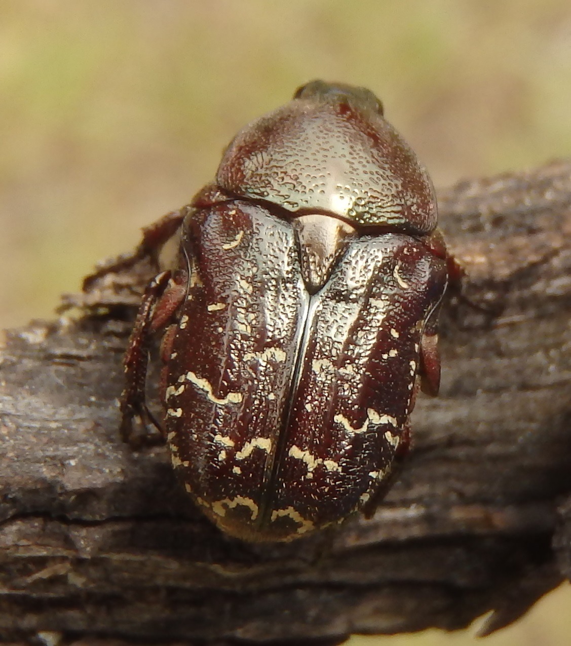 Euphoria sepulcralis