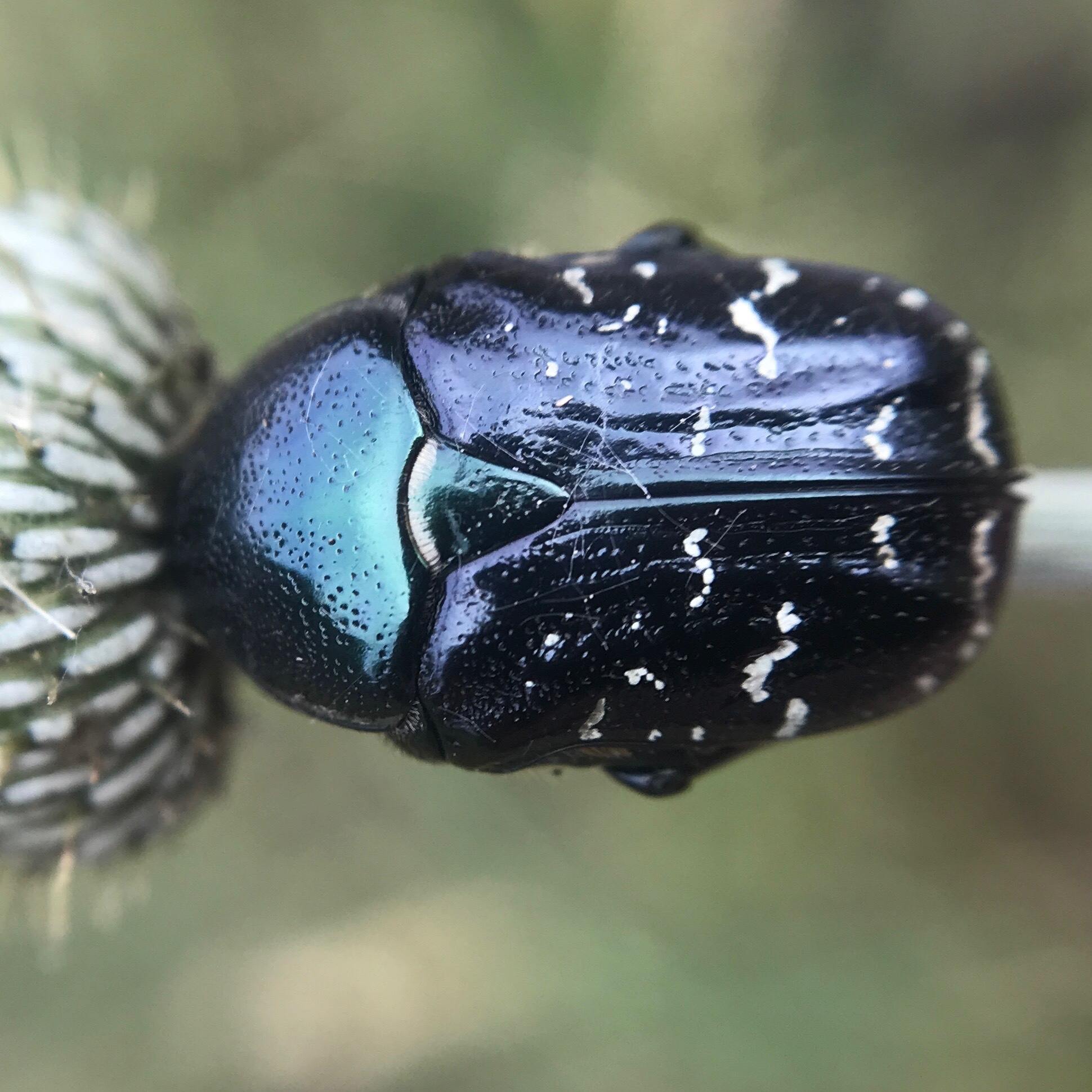 Euphoria sepulcralis