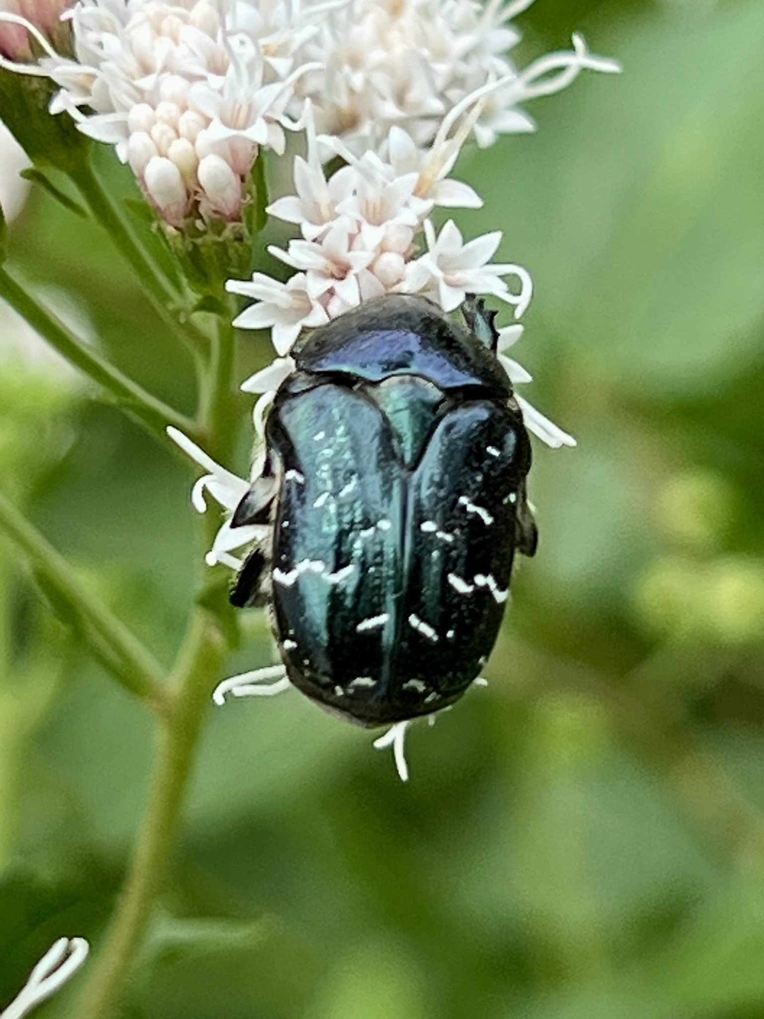 Euphoria sepulcralis