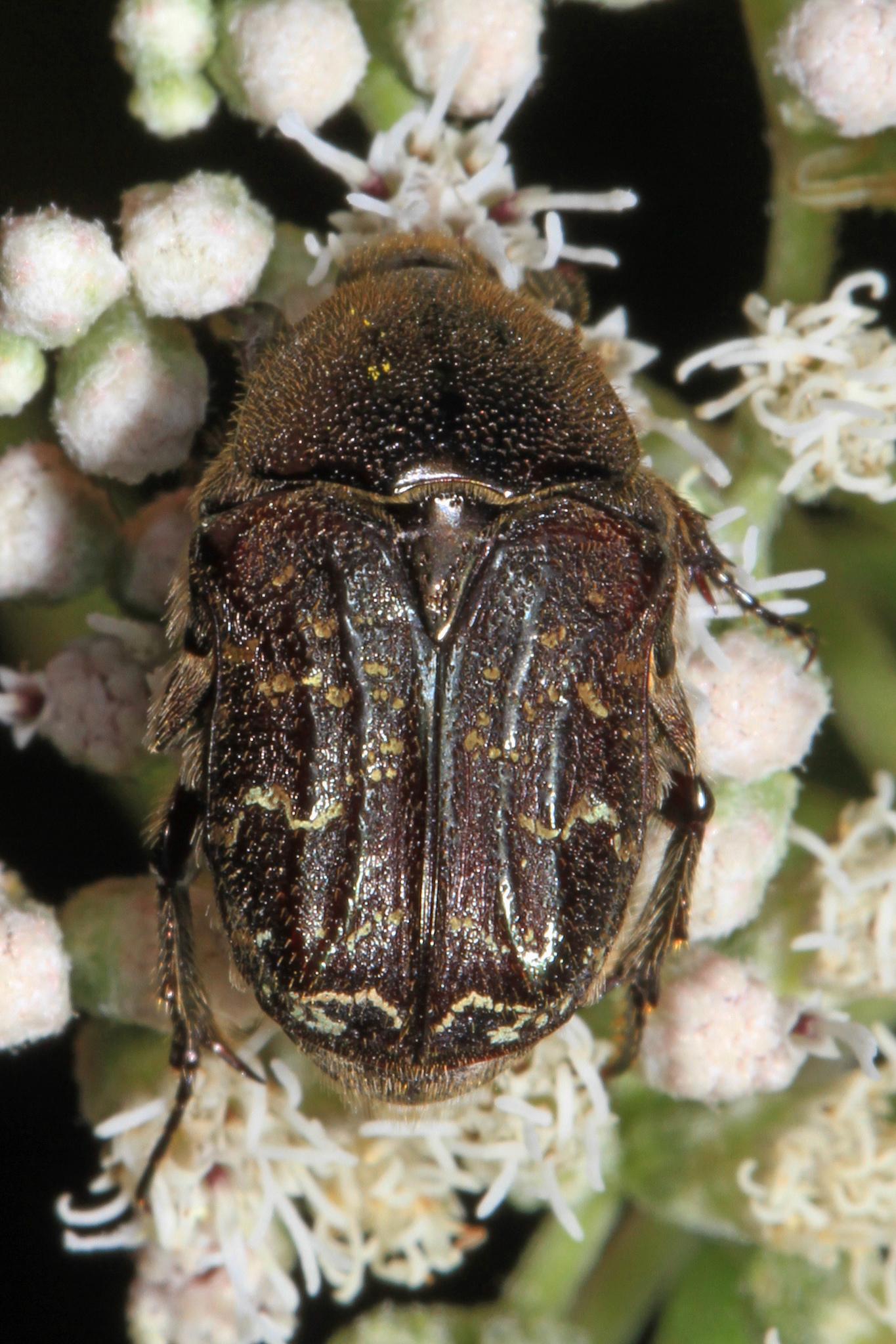 Euphoria sepulcralis
