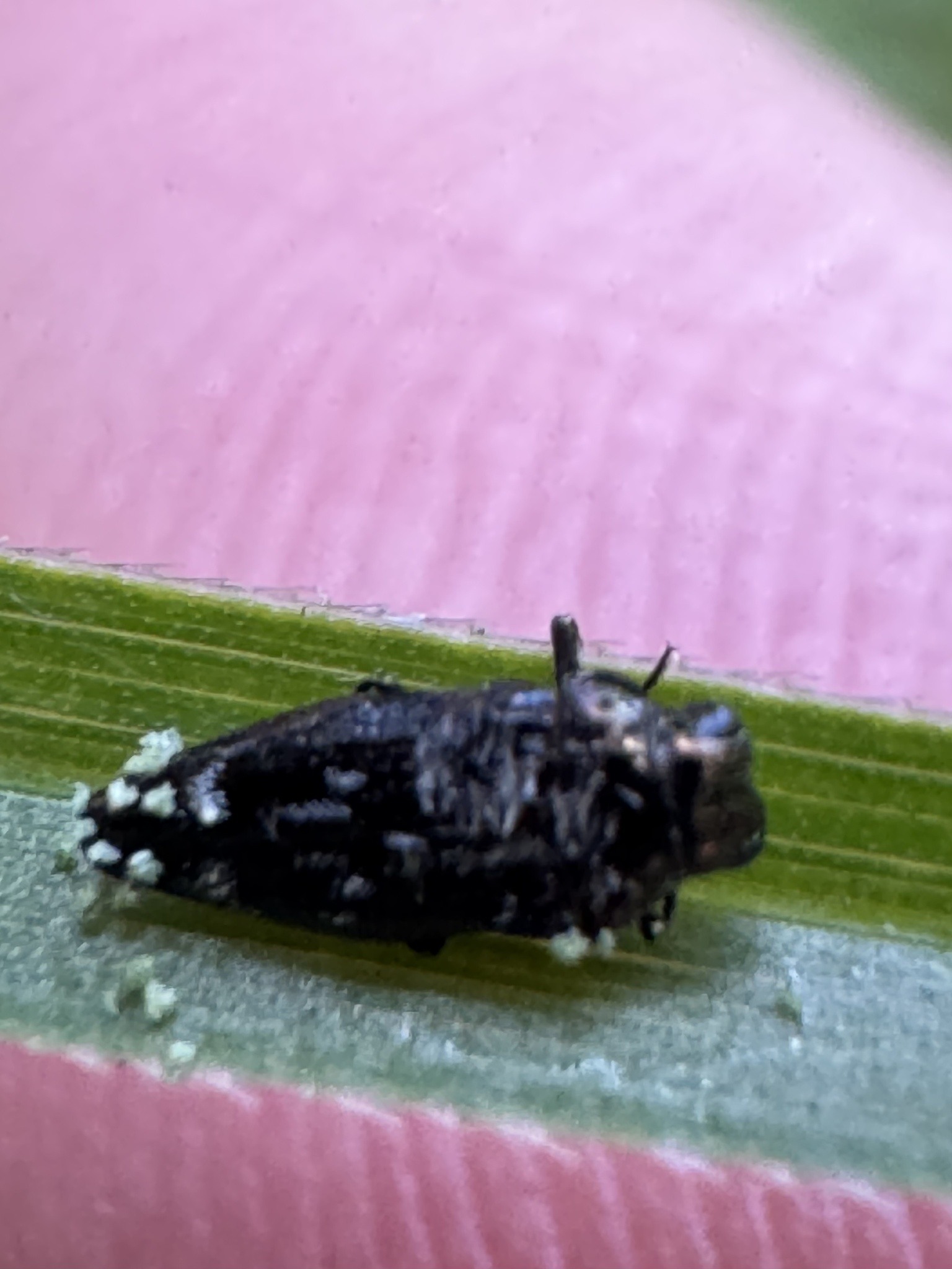 Cerataphis lataniae