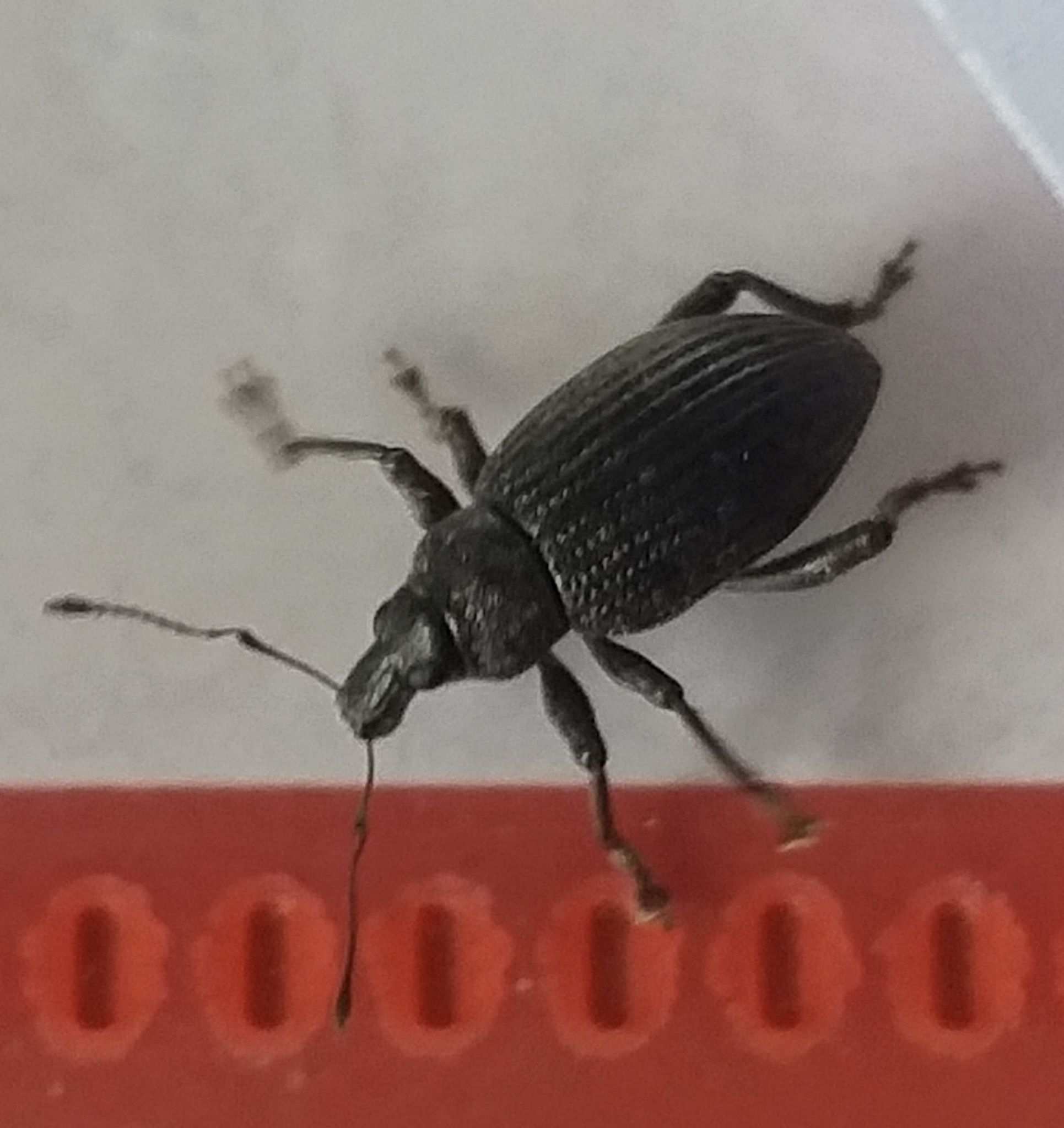 Eremnus atratus