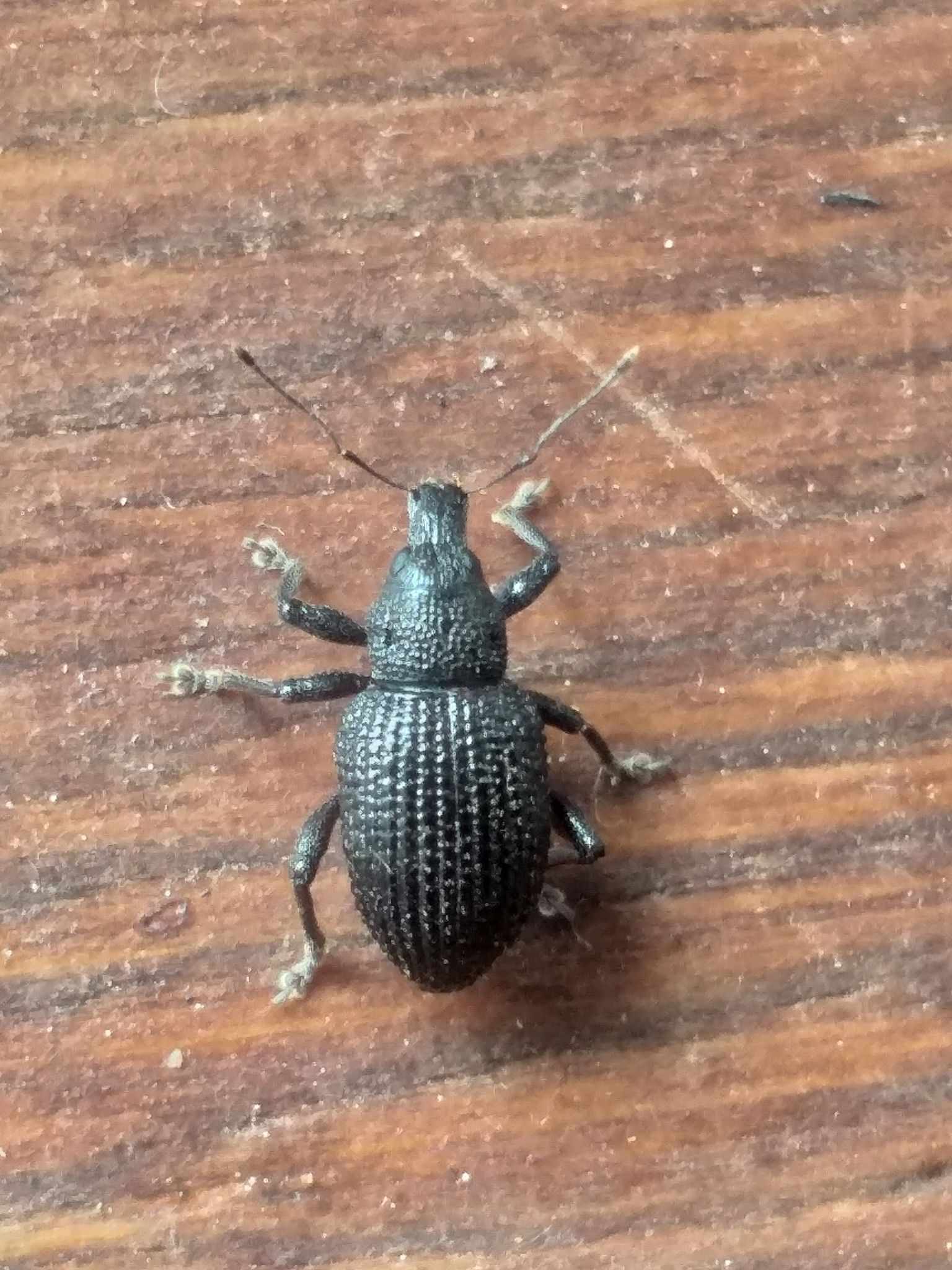 Eremnus atratus